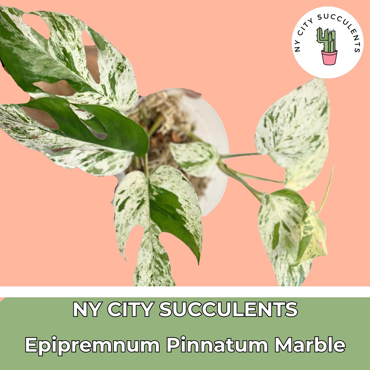 Live Plants 4" Epipremnum Pinnatum Marble - Highly Variegated Leaves - Rare Indoor Plants Live Houseplants for Home, Office, Wedding Decor & Giftable (Heat Pack Included)
