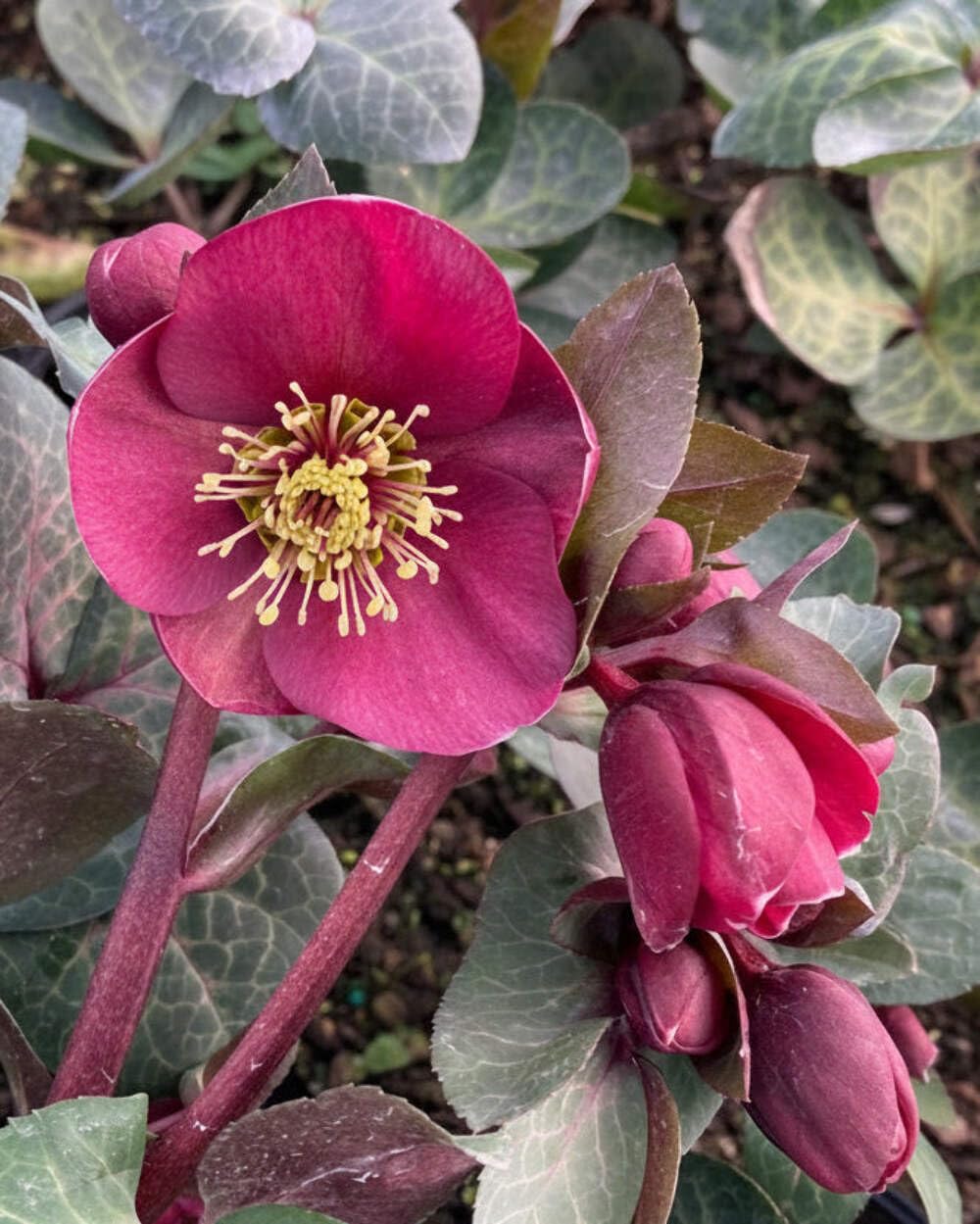 Perennial Farm Marketplace Helleborus Frostkiss® Vibey Velvet™ (Lenten Rose) Live Perennial, Size-#1 Container, Deep Red Winter to Early Spring Flowers with Marbled Evergreen Foliage, Deer Resistant