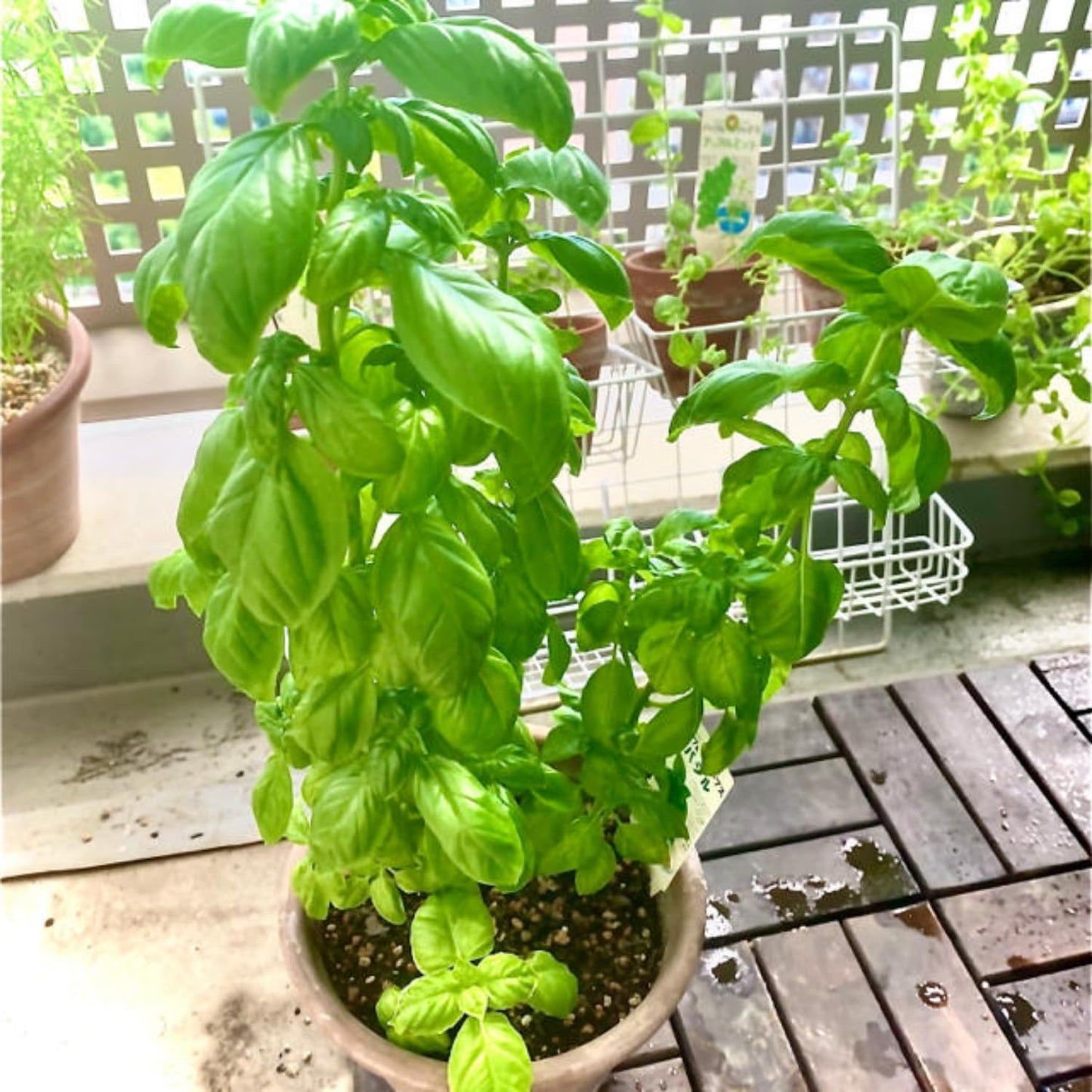 4 Sweet Basil Plants Live, Large Leaf Basil Plants, Basil Herb Plant Indoors Outdoors