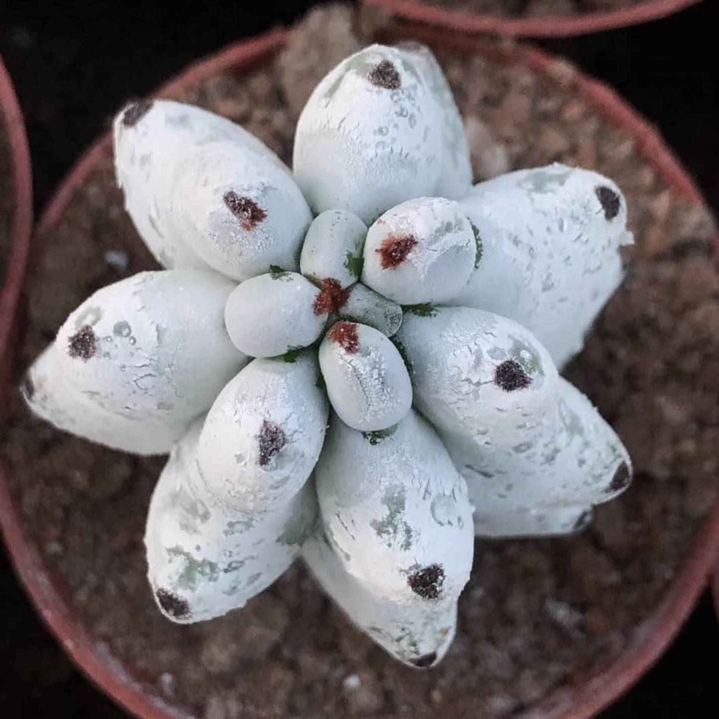 Stenocereus Beneckei Cactus – Rare Live Succulent Plant – 8"-10” Tall – Unique Columnar Cactus for Indoor & Outdoor Decor – Drought-Tolerant, Easy Care Live Plant