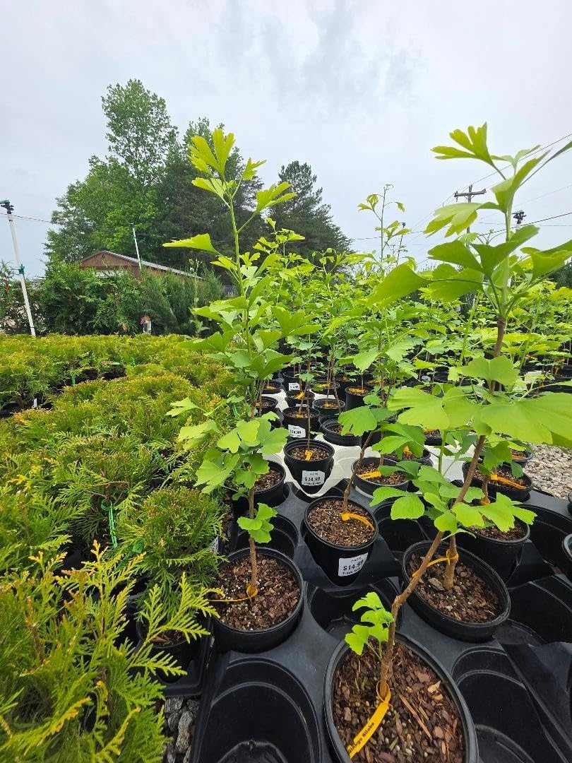 Live Plant - Ginkgo Biloba Tree (Maidenhair) - Live Plant - (2.5 Qt)