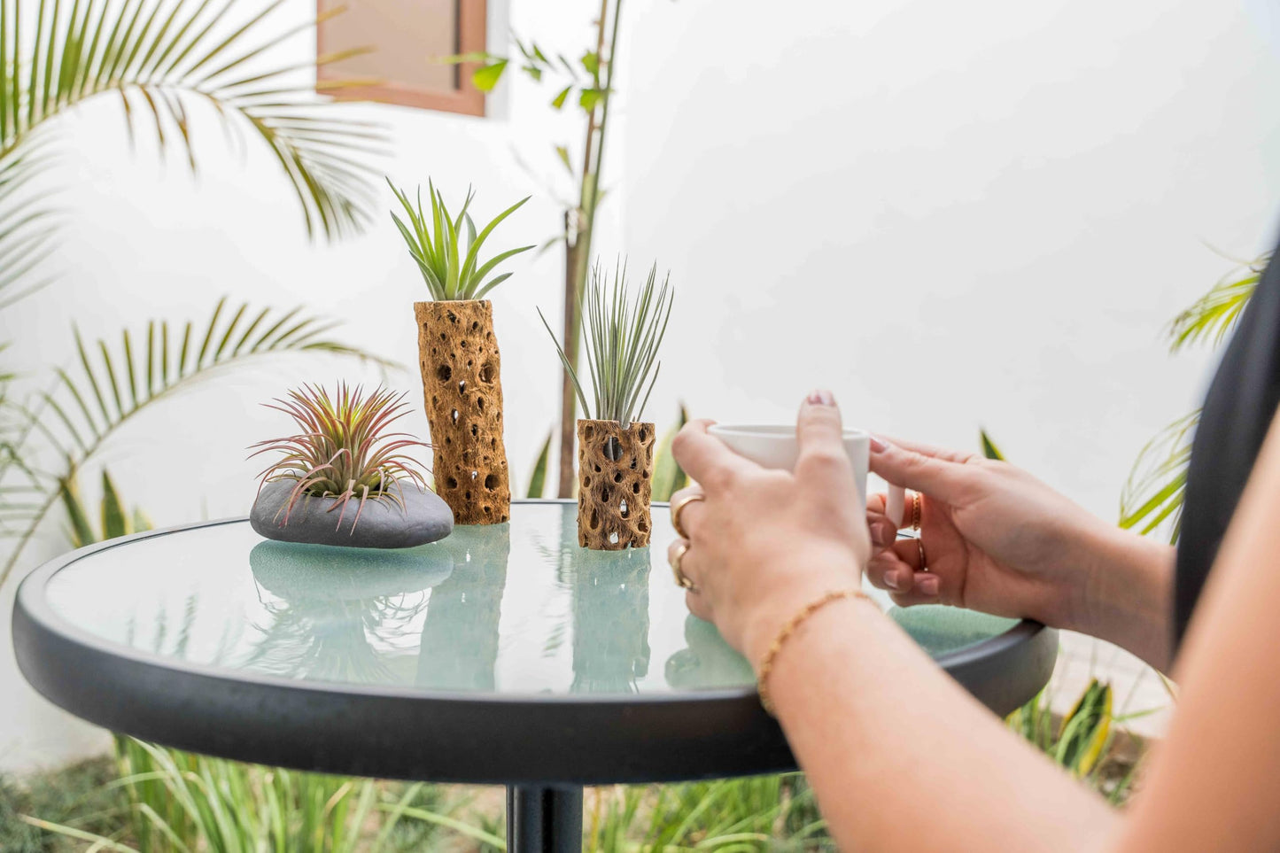Air Plant Shop 5 Pack 3 Inch Cholla Cactus Holders with Assorted Air Plants- Wholesale and Bulk - Succulents - Live Tillandsia - Easy Care Indoor and Outdoor House Plants