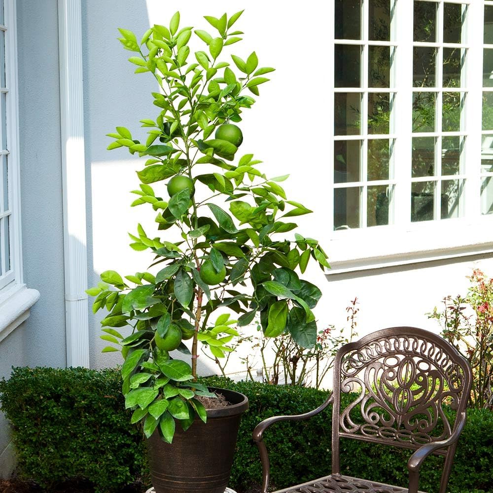 Brighter Blooms - Ruby Red Grapefruit Tree, 3-4 ft. - No Shipping to AK, AL, AZ, CA, FL, GA, HI, LA, MS, OR, TX