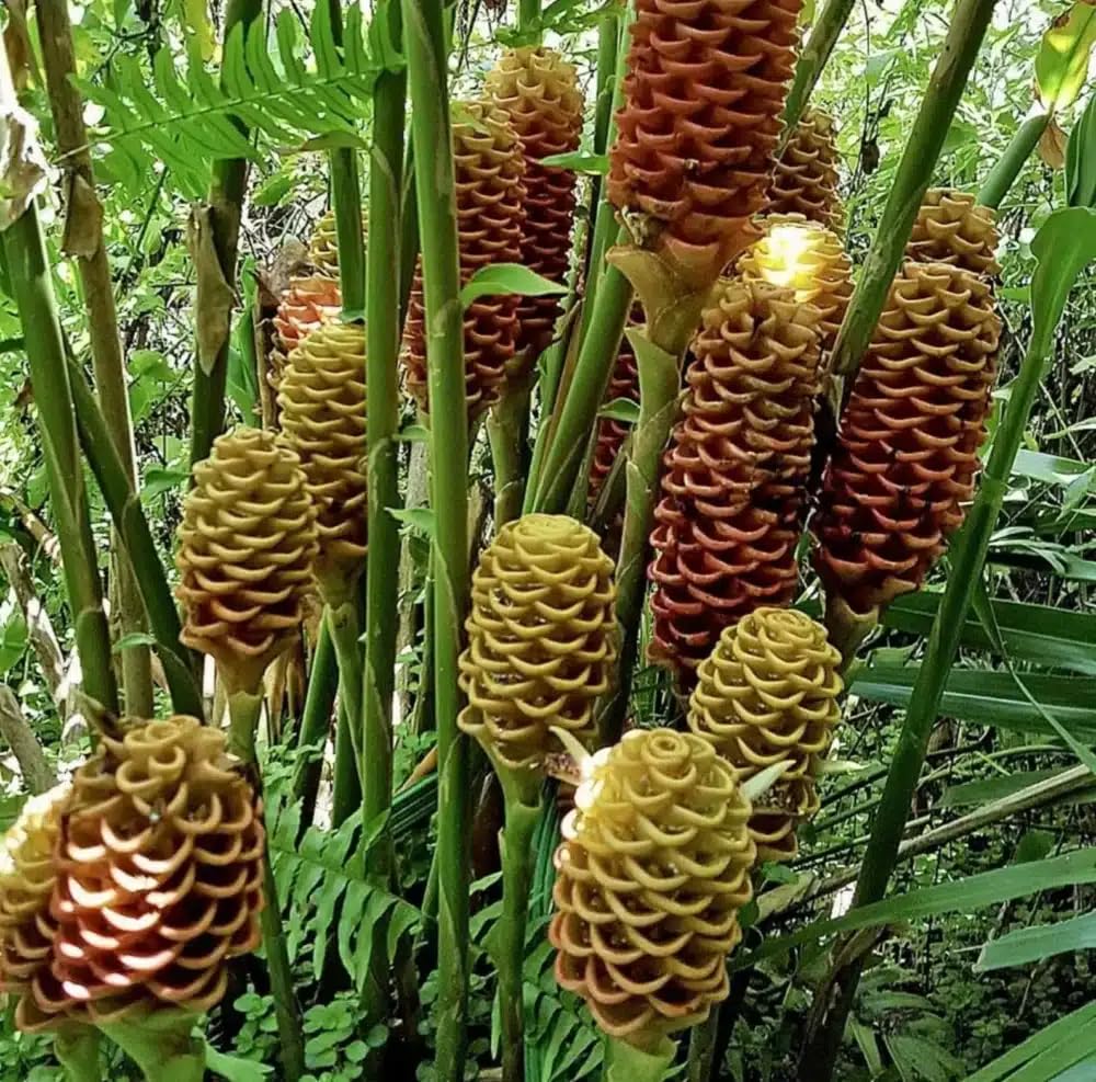 Live Plant - Pinecone Ginger (Zingiber zerumbet) Ornamental Live Plant 10”-20”