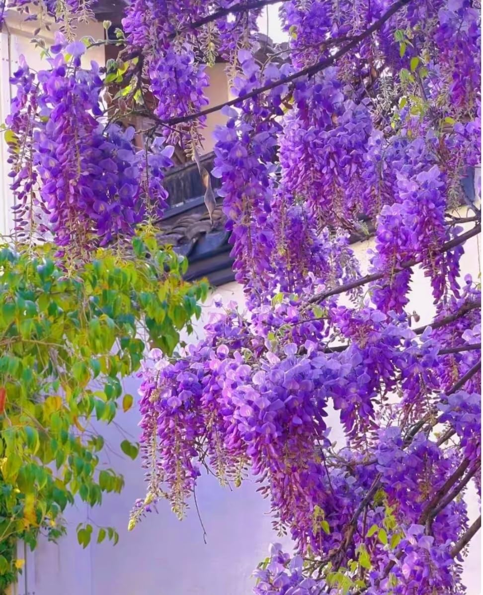 25 Wisteria Seeds Purple Flowers Blue Moon Wisteria Chinese Blue Wisteria sinensis Tree Fast Climber Flower Vine Hardy Plant