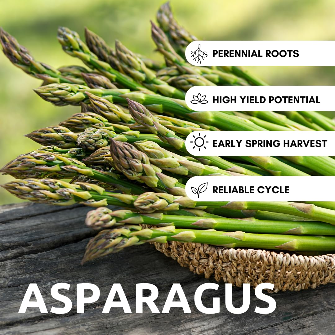 Jersey Giant Asparagus Crowns – 25 Live 2-Year Bare Root Plants – High-Yield Variety for Home Gardens and Farms