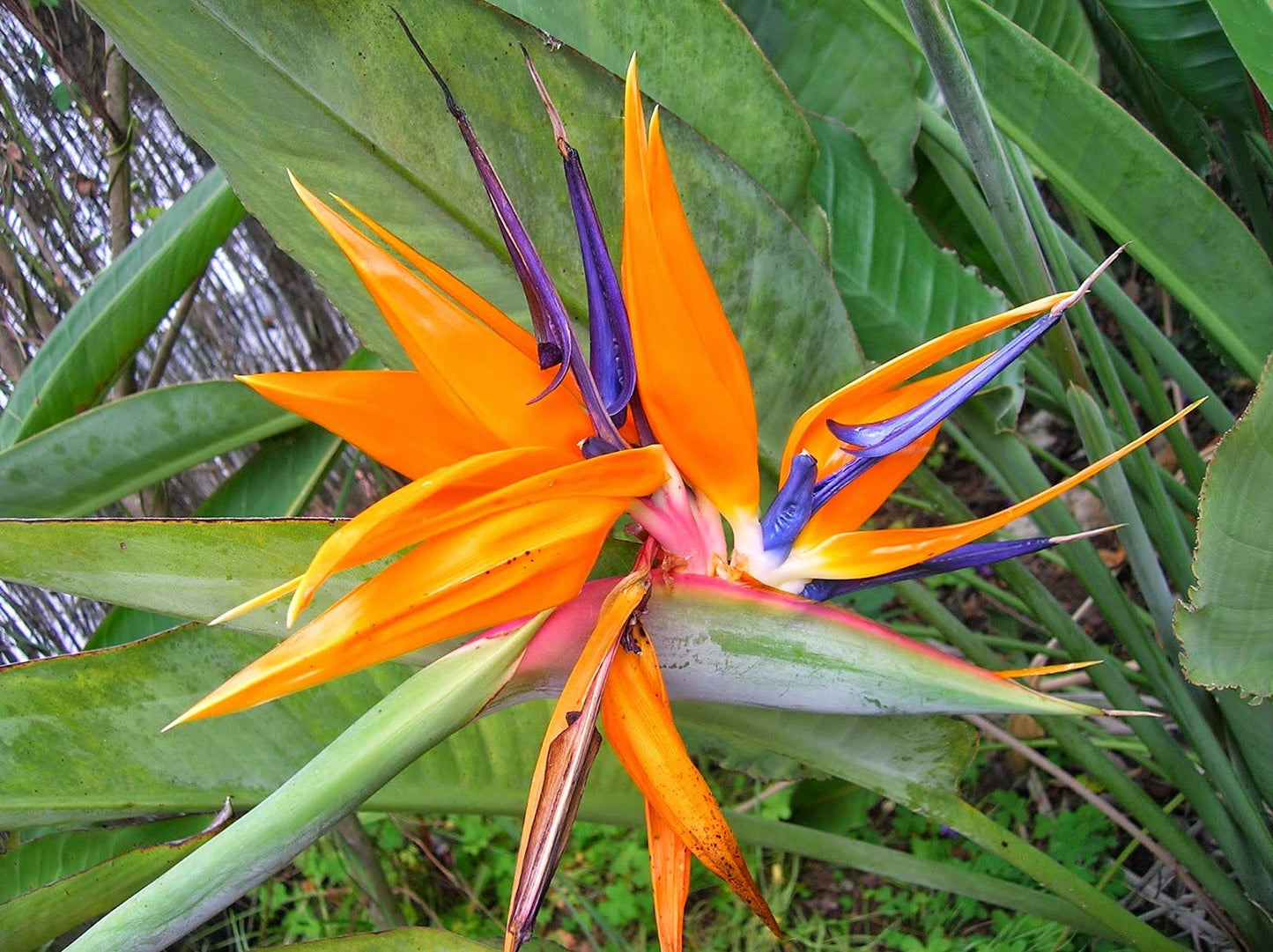 Orange Bird of Paradise - Live Plant in a 3 Gallon Pot - Strelitzia Reginae - Rare and Stunning Tropical Evergreen Plant