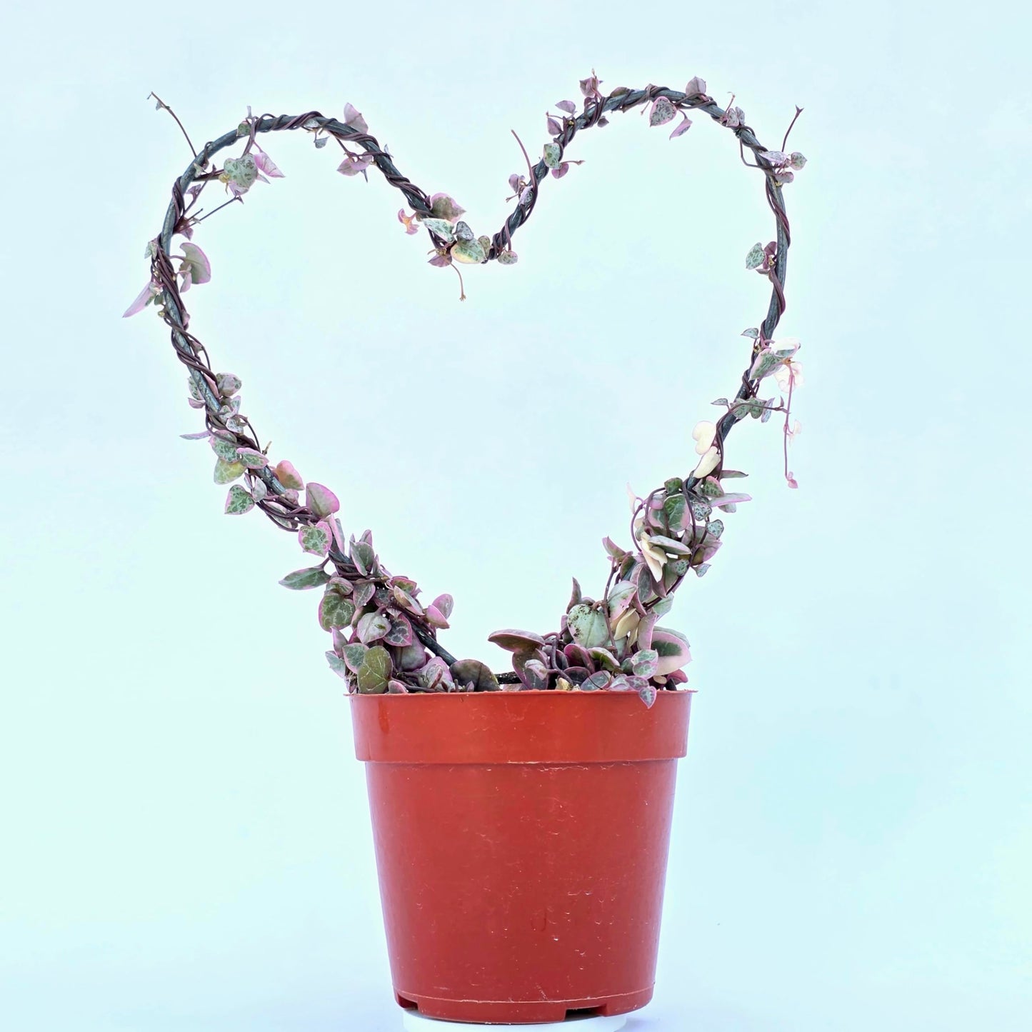 Variegated String of Hearts Hanging Basket, Ceropegia linearis Woodii, String of Hearts Plant Live Succulents Plants Live Houseplants, House Plants Indoors Live Indoor House Plants by Plants for Pets