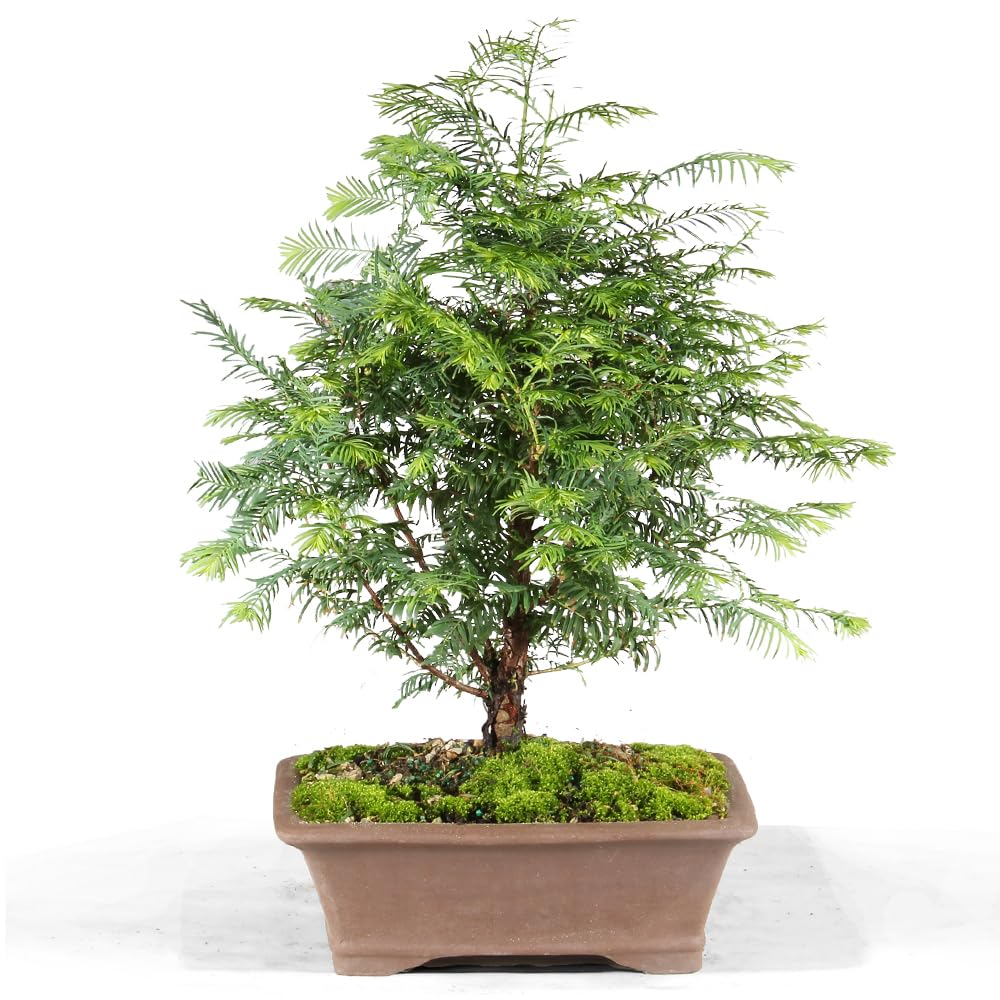 Brussel's Bonsai - Live Dawn Redwood Bonsai Tree in Ceramic Bonsai Pot, Outdoor Bonsai Tree Live Plant, 3 Years Old, 14-20 Inches Tall, Easy Care Bonsai for Patio Garden (Medium)