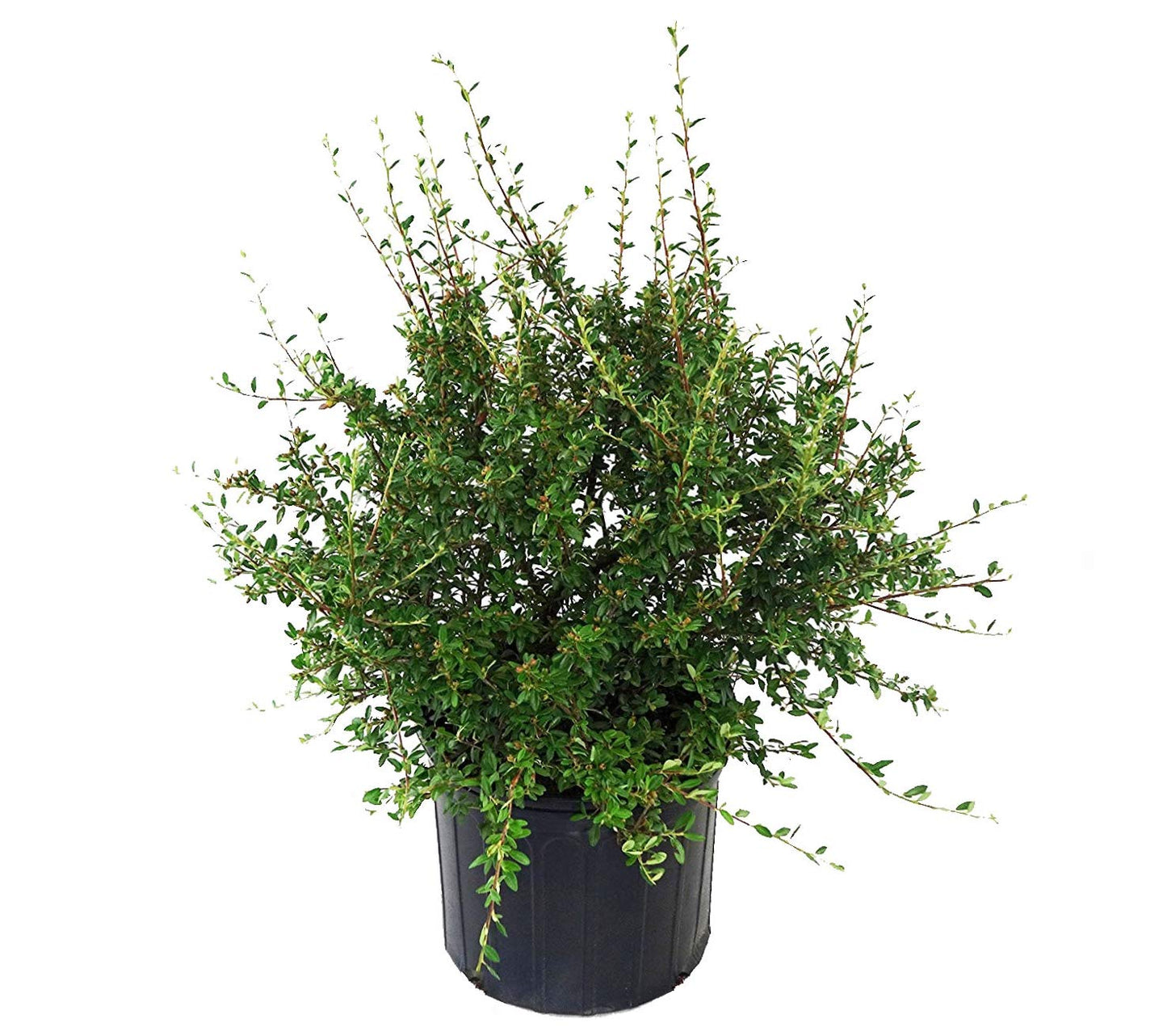 Cotoneaster dammeri 'Coral Beauty' (Coral Beauty Cotoneaster) Shrub, 3 - Size Container