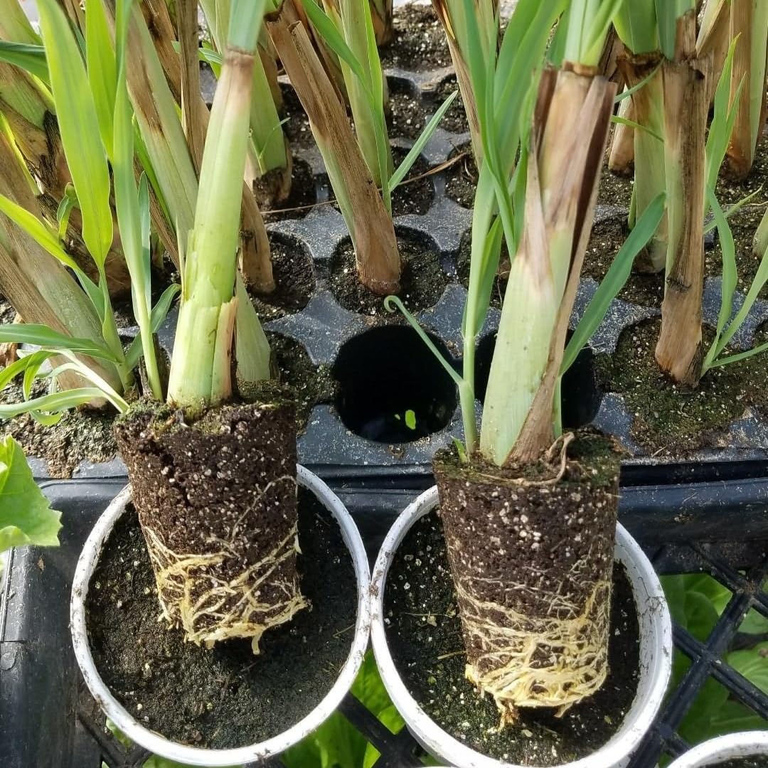 7 Lemon Grass Plants Live Outdoor, No Pot, Well-Rooted 4-8" Tall Lemon Grasses Live Plant for Outside, Starter Lemongrass Plant Indoor Outdoor Planting