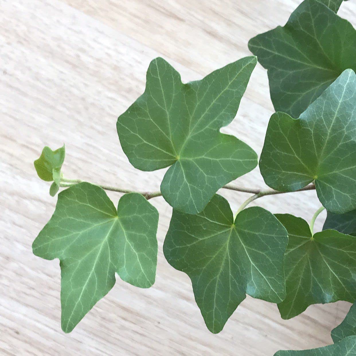 English Ivy Heart - Live Plant in a 6 Inch Pot - Hedera Helix - Florist Quality Beautiful Easy Care Indoor Air Purifying Topiary Houseplant Vine