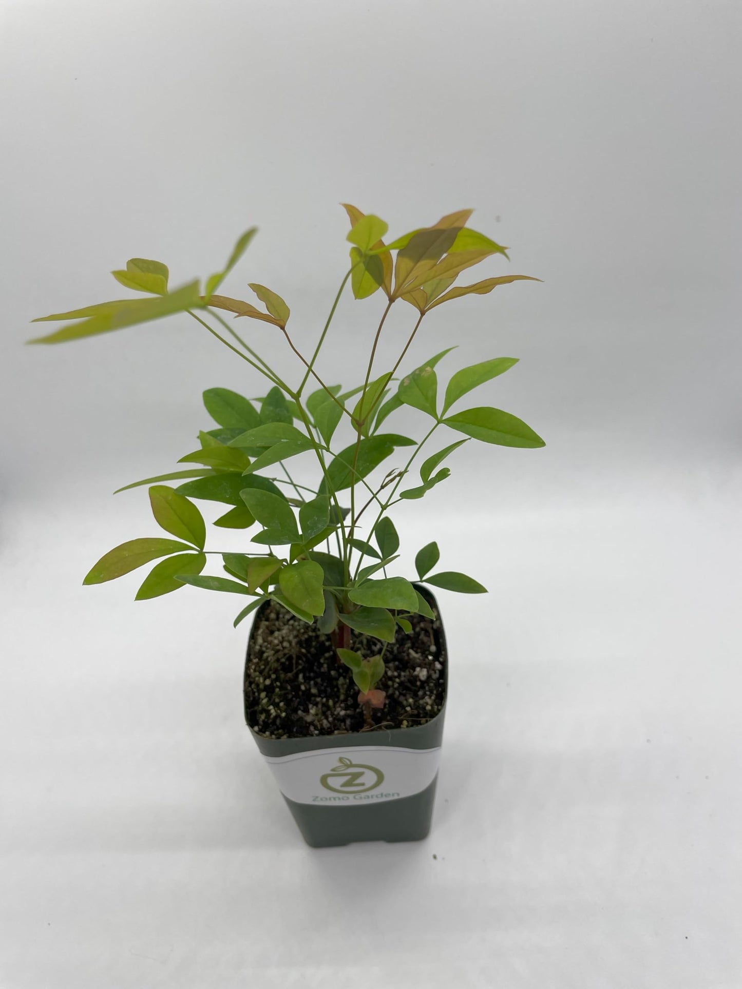 Zomo Garden Nandina Domestica Multi (Heavenly Bamboo 2"" Pot, green red