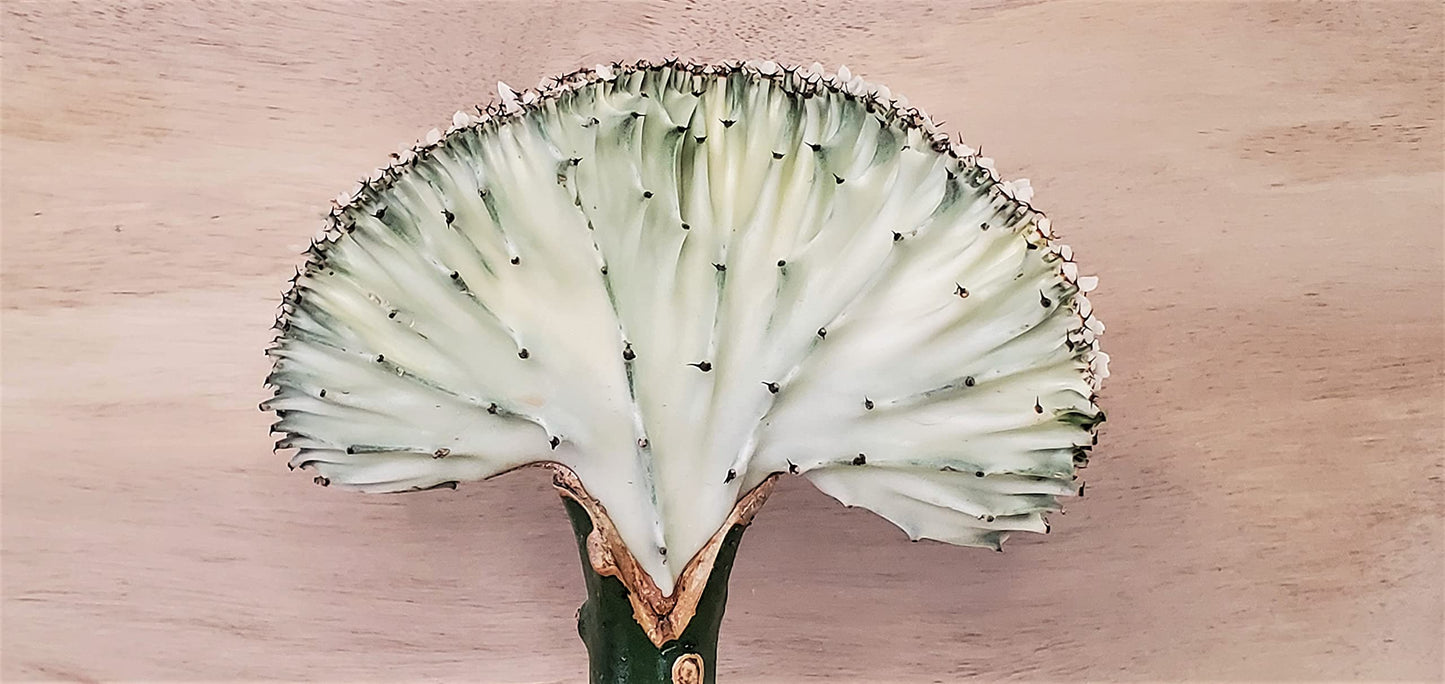 Euphorbia Lactea Cristata aka Coral Cactus in White Live Rare House Plants (All Plants are Fully Rooted Plants!) in 4" Pot by 3exoticgreen