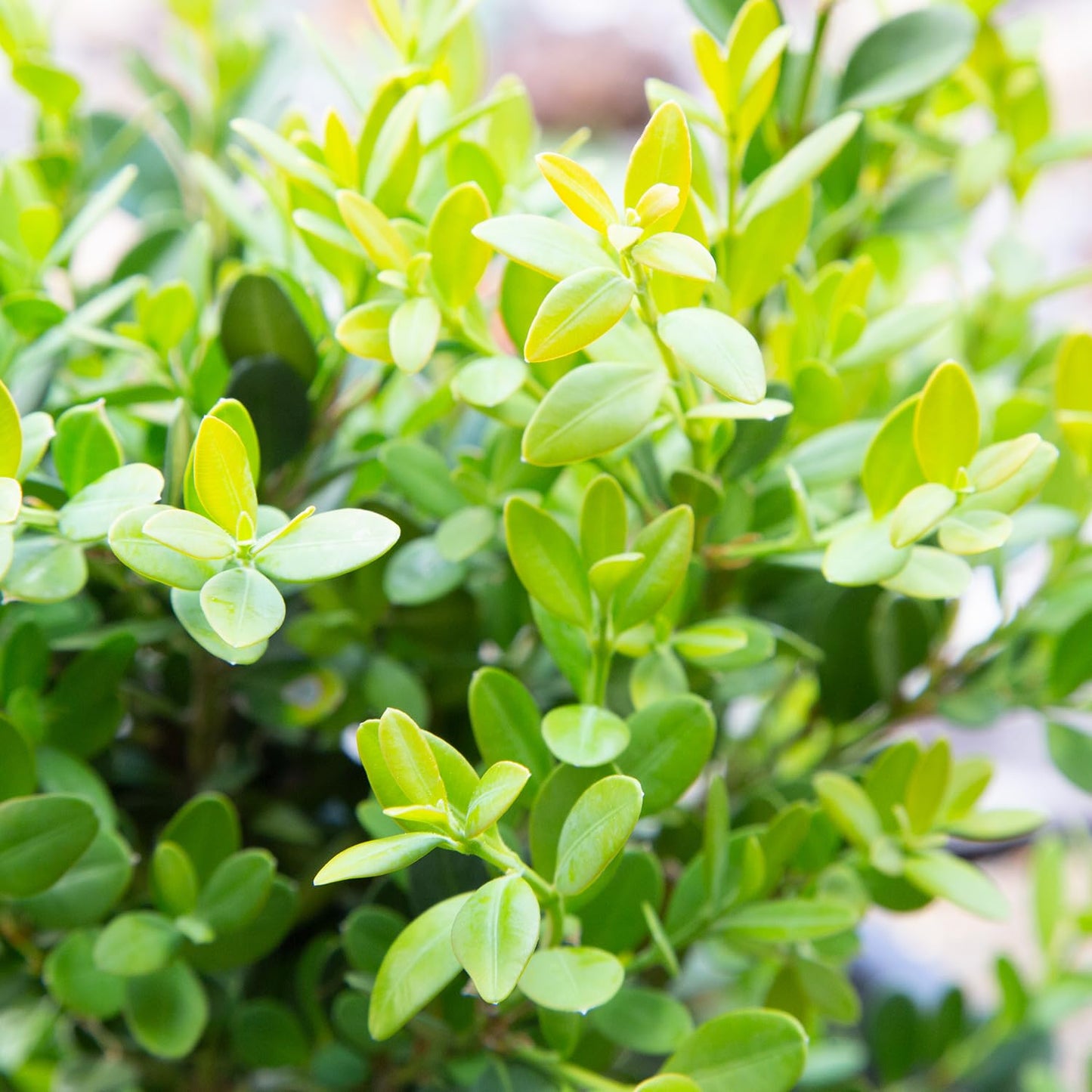 2.5 Gallon - Green Velvet Boxwood
