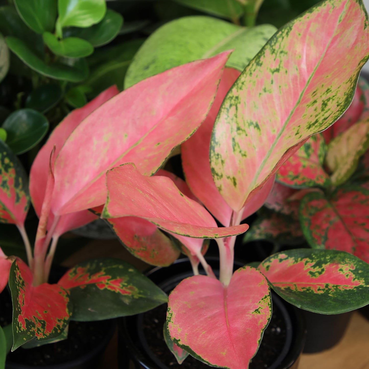 China Red Aglaonema Chinese Evergreen Live Plant, Exotic House Plants Live Tropical Plants, Rare House Plants Indoors Live Plants Indoor Plants Live Houseplants Live Indoor by Plants for Pets