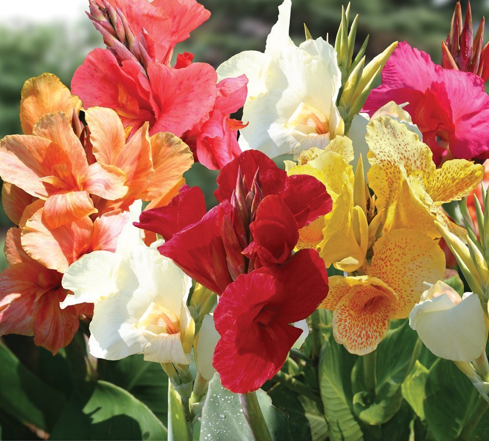 Mixed Tall Canna Lily Value Bag - 6 Bulbs/pkg - Assorted Canna Lilies Red, Yellow, Pink, Orange