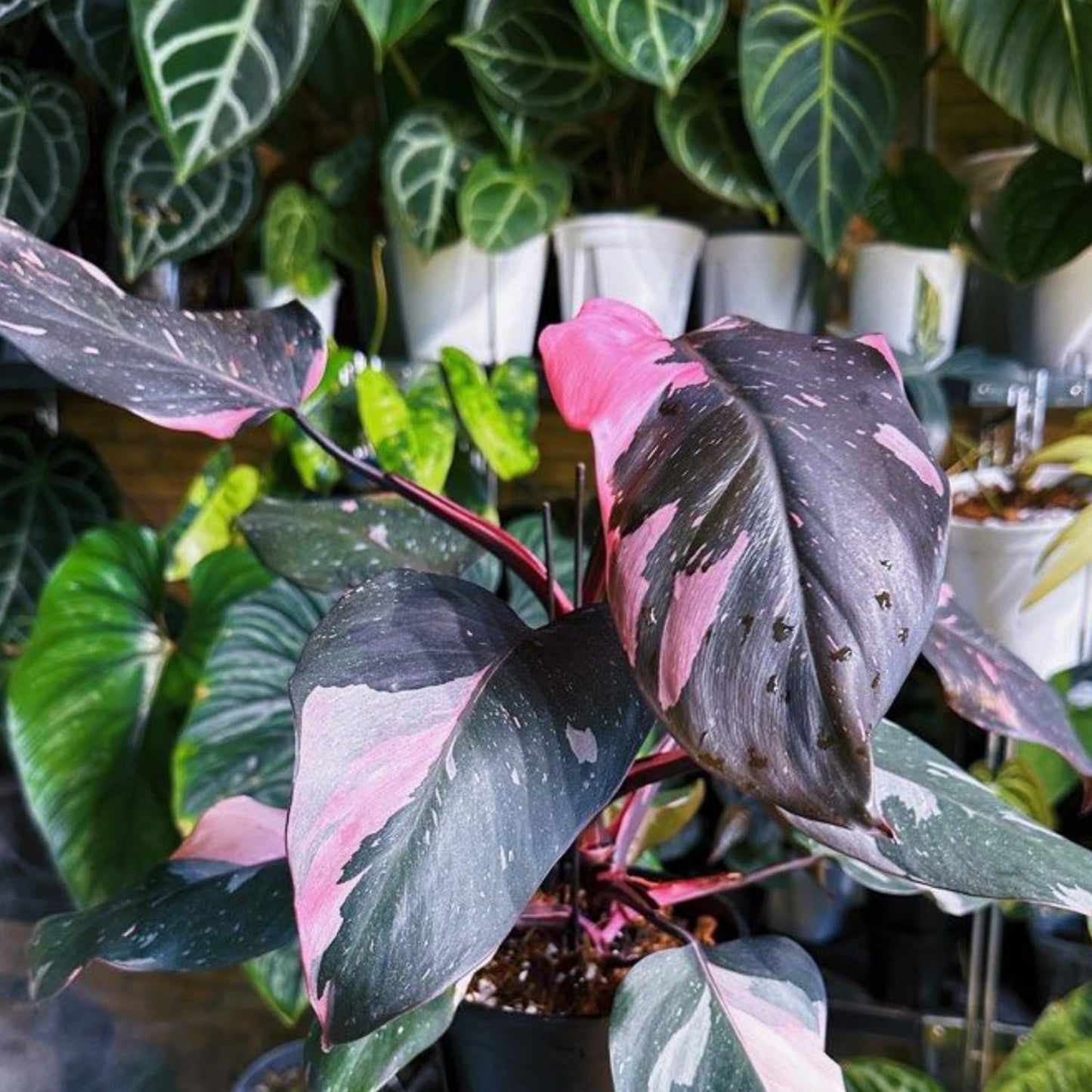 Philodendron Plant Prince of Pink Live Plant - 4-9" Tall Houseplant Ornaments Perennials Garden Growing Planting Can Grow