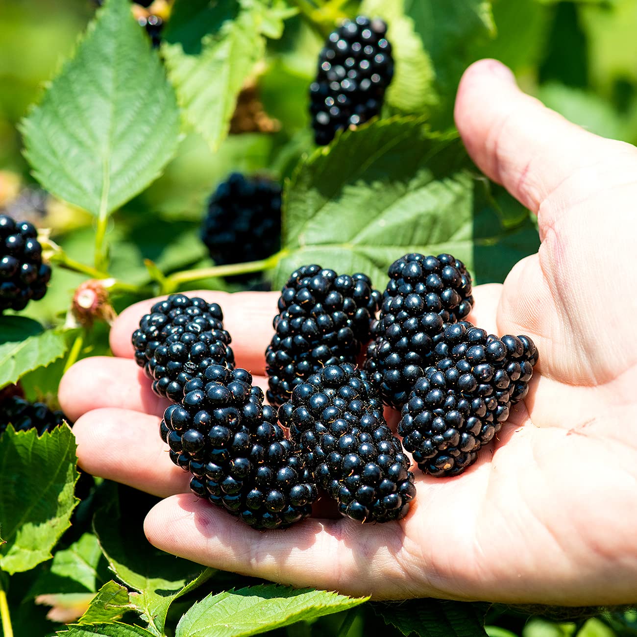 Perfect Plants PrimeArk Freedom BlackBerry Bush 1 Gallon | Live Thornless Fruit for Outdoor Planting | Large Fruits for Home Gardens | Dark Purple Berries Emerge During Early Summer
