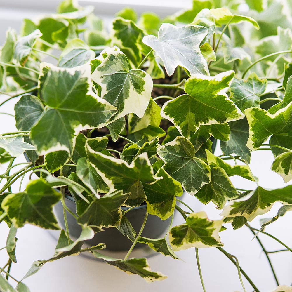 PERFECT PLANTS Variegated English Ivy | Hedera Helix Variegata' | Easy Care Houseplant | Perfect for Moderate to Bright Light Conditions, 6 in Grower's Pot, | Air Purifying