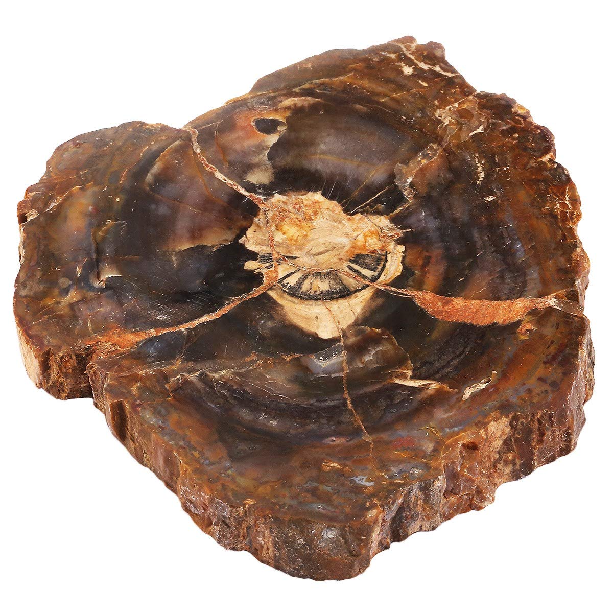 rockcloud 3.3-5" Natural Irregular Petrified Wood Stones Coaster Cup Mat Chakra Healing Stone Specimen 1 PC
