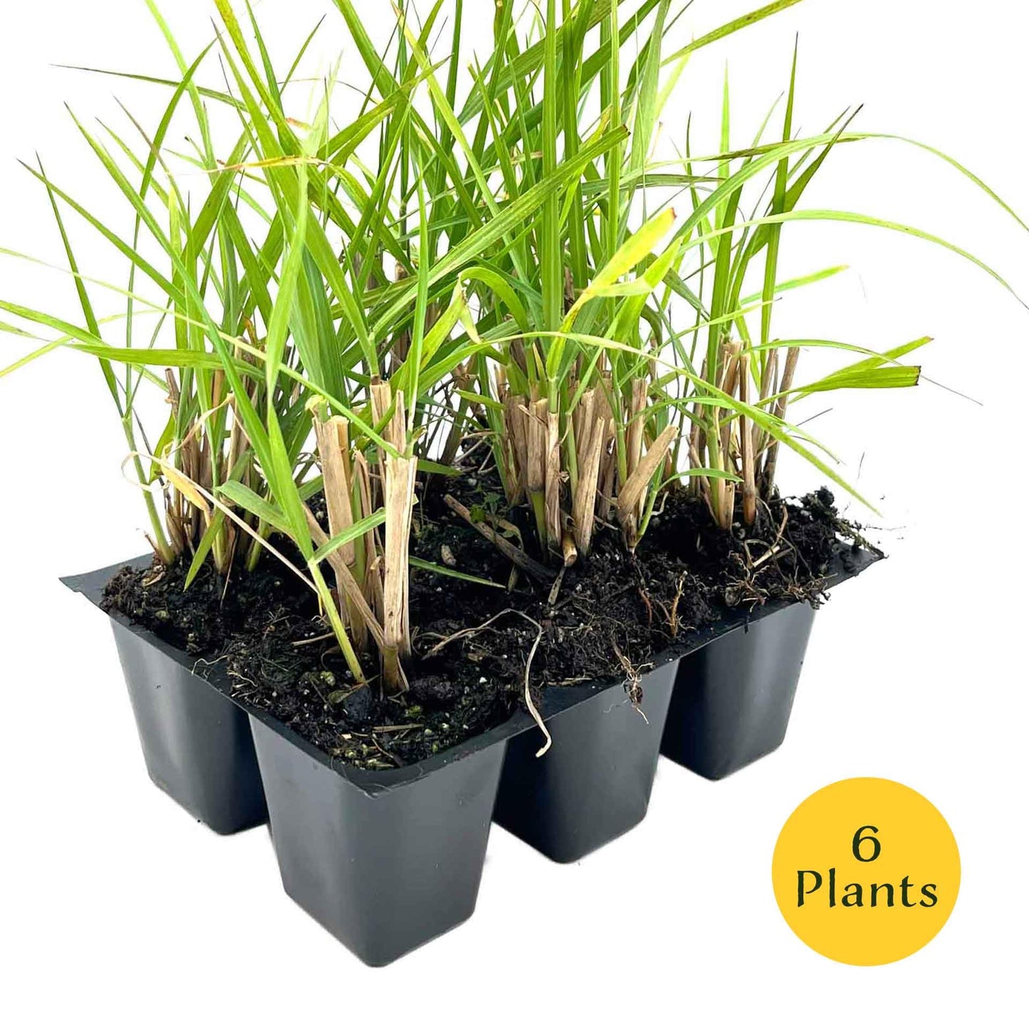 6 Fairy Tails Fountain Grass – Evergreen Ornamental Grass with Pink-White Plumes for Borders & Pots (Pennisetum ‘Fairy Tails’) in 2.5” Cubes, Live Plants