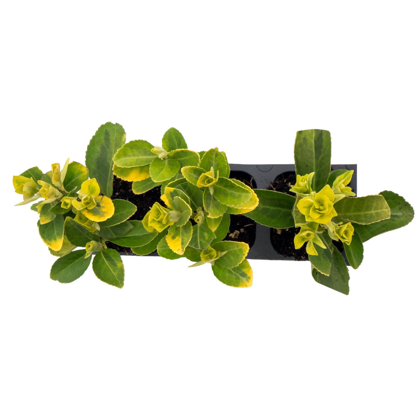 3 Golden Euonymus Shrubs | Live Plants in 2.5-inch Nursery Cubes | Japonica ‘Aureo-Marginatus’ Variety | Easy-Care Evergreen | Variegated Yellow-Green Foliage | Hedges & Shrubs for Home & Garden