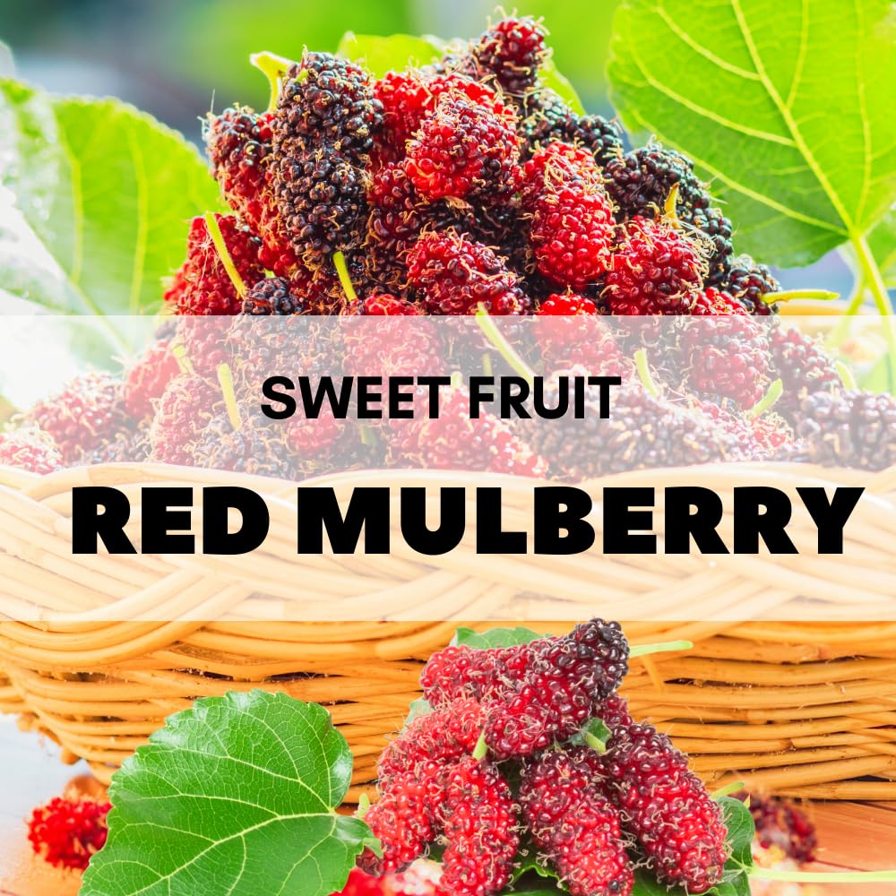Mulberry Tree Live Plant, Mulberry Plant Seedlings from 6 to 8 Inch Tall, Sweet and Edible Mulberries for Patio and Garden (Red)