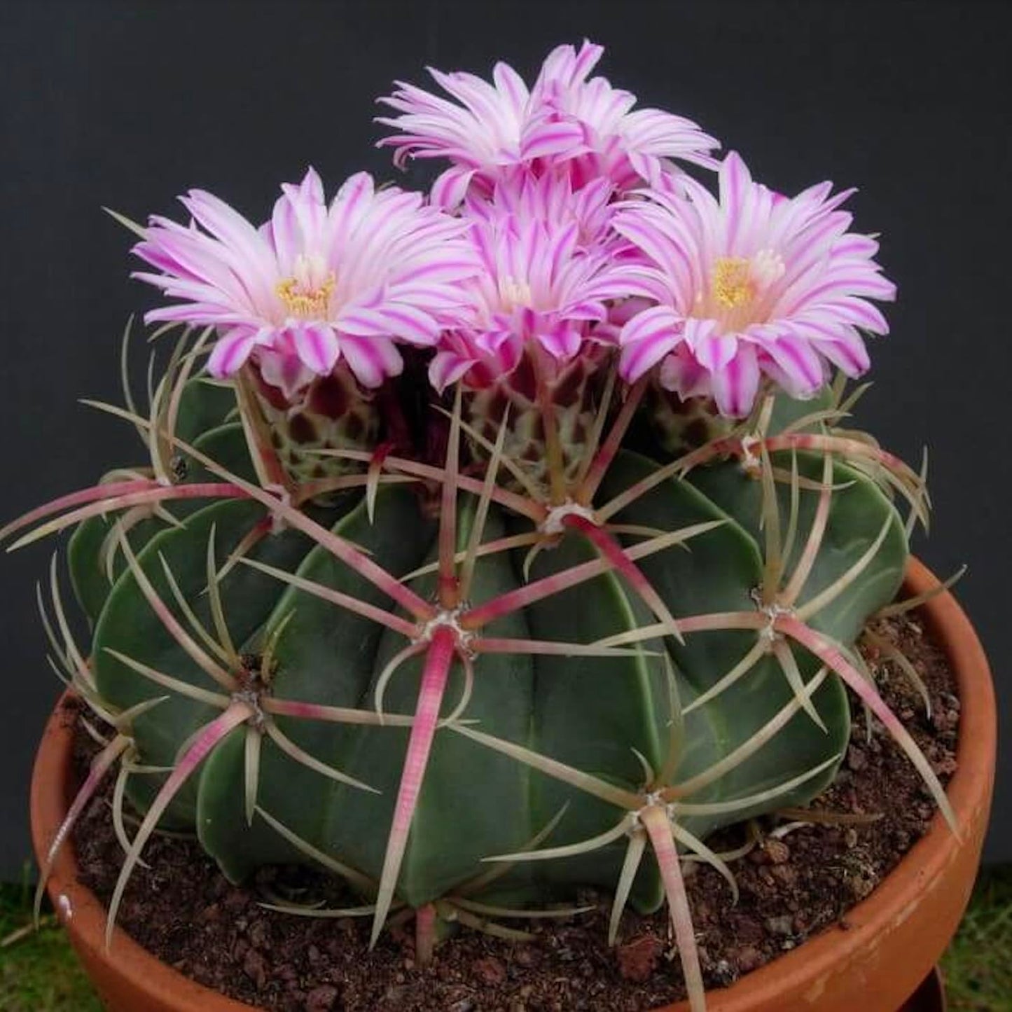 Candy Barrel Cactus (Fercactus Macrodiscus) - Extra Large - Live Plant - Striking Purple-Striped Flowers - Attracts Pollinators