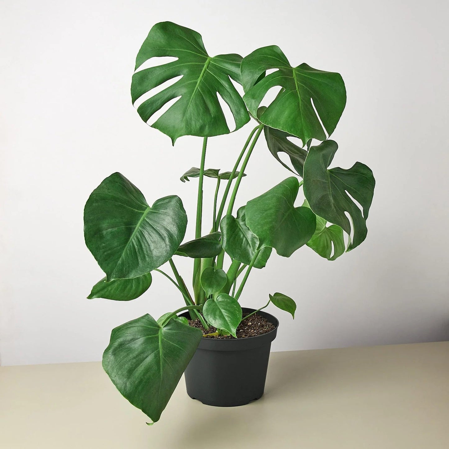 10 Pack Philodendron Monstera Split-Leaf in 4in Pot - Live Plants Tropical Houseplants | Variegated | USA Growers | The Snobby Leaf