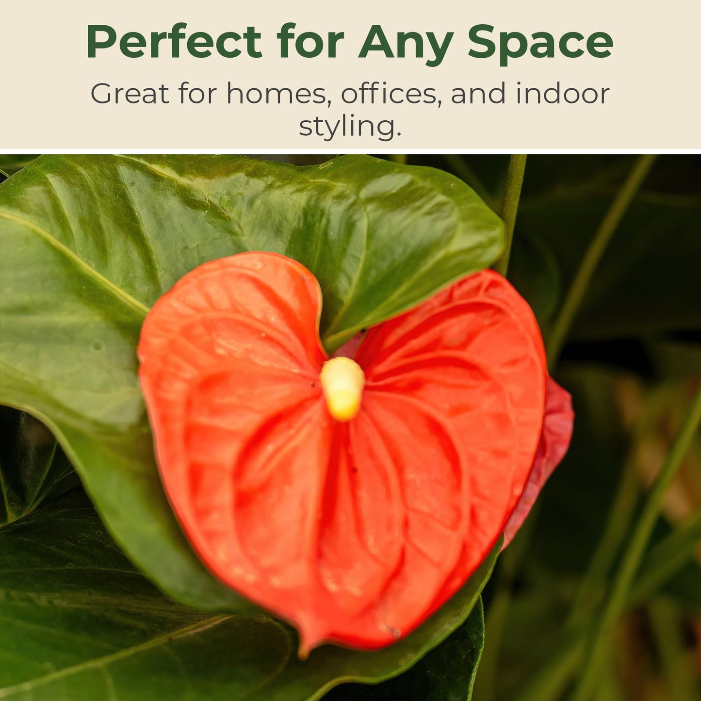 Lace Leaf Anthurium aren't You Orange Plant - Compact Anthuriums Live Plants for Indoors & Outdoors - Versatile & Adaptable Anthurium Flowering Plants - Ideal for Tabletops, Desks, and Indoor Spaces