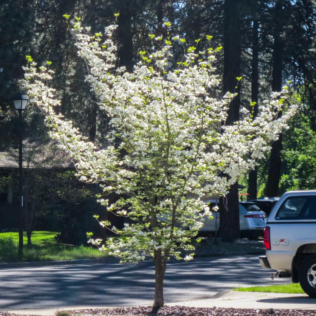 Dormant Dogwood Tree Live Plant, 9 Months Old 6-12 Inch Tall in Quart Pot, Dogwood Tree Potted, Perennial, Well Rooted Plants, Cold Hardy (White Flowering)