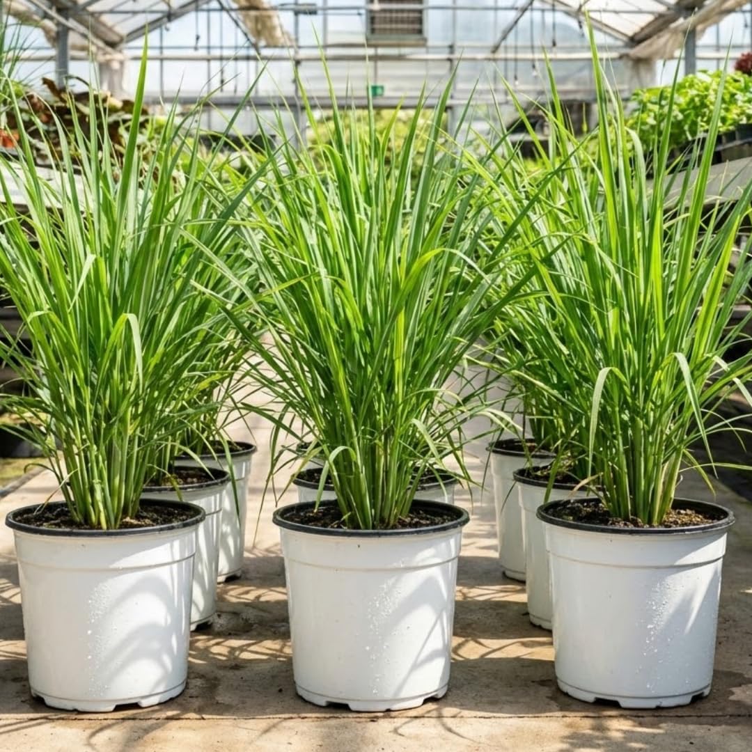 Potted of 2 Lemon Grass Live Plants, Indoor Outdoor Herb Lemongrass Plants Rooted, Lemongrass Stalks Zones 9-11