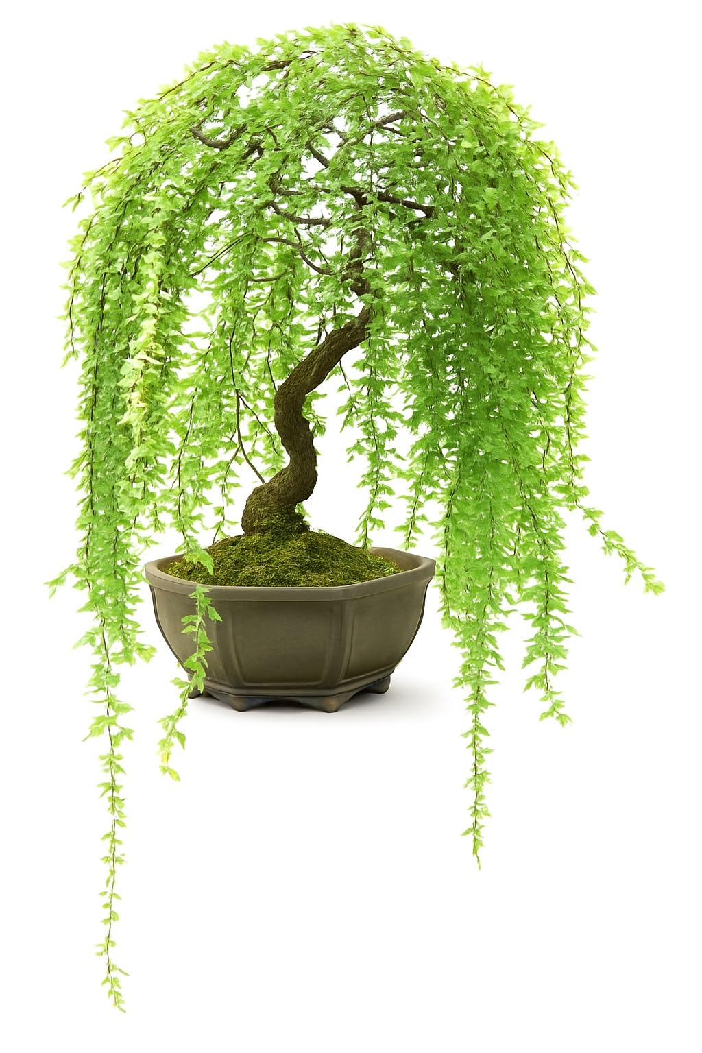 Dwarf Weeping Willow Bonsai Tree Cutting – Live Weeping Willow Cutting for Growing Your Own Cascading Willow Bonsai Tree – Fast-Growing, Hardy, Easy to Grow
