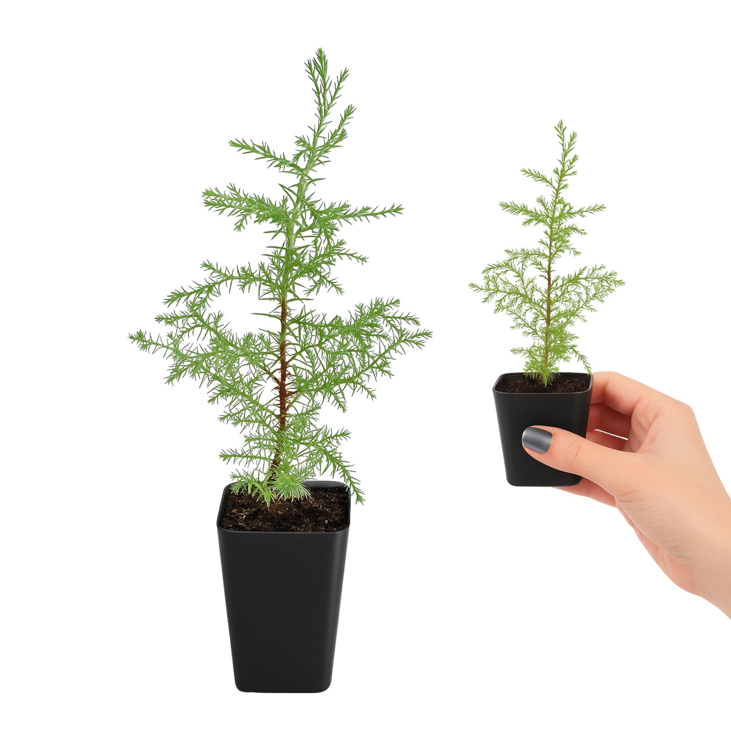 My Shelfie – Arizona Cypress Bonsai Starter Tree (Cupressus arizonica), Live Evergreen Plant for Indoor or Outdoor Bonsai Forest Garden, Home & Living Room Décor (1)