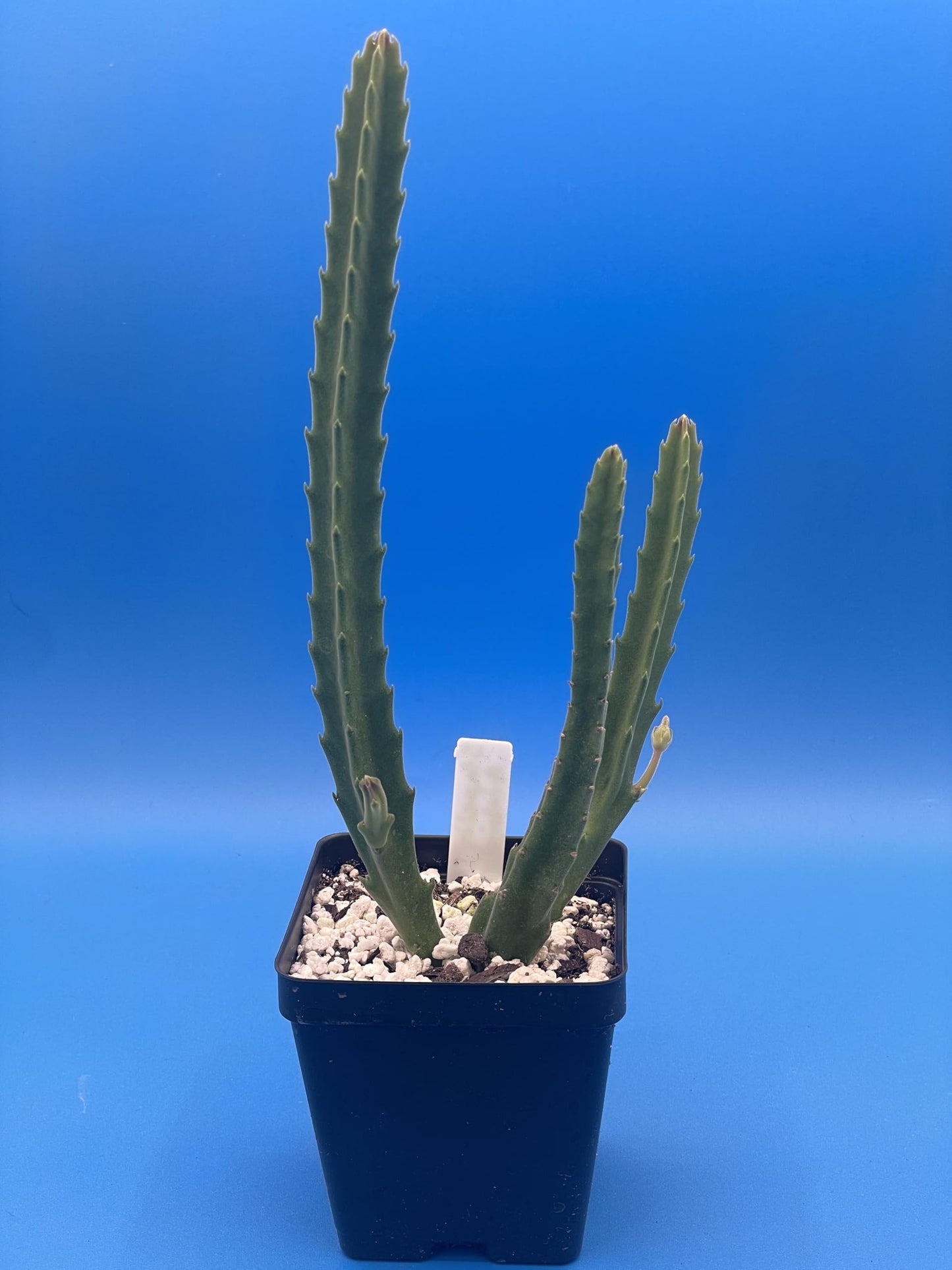 Stapelia Ambigua 3.5 Inch Potted Plant Well Rooted Starfish Cactus - No Shipping to California Or Arizona!