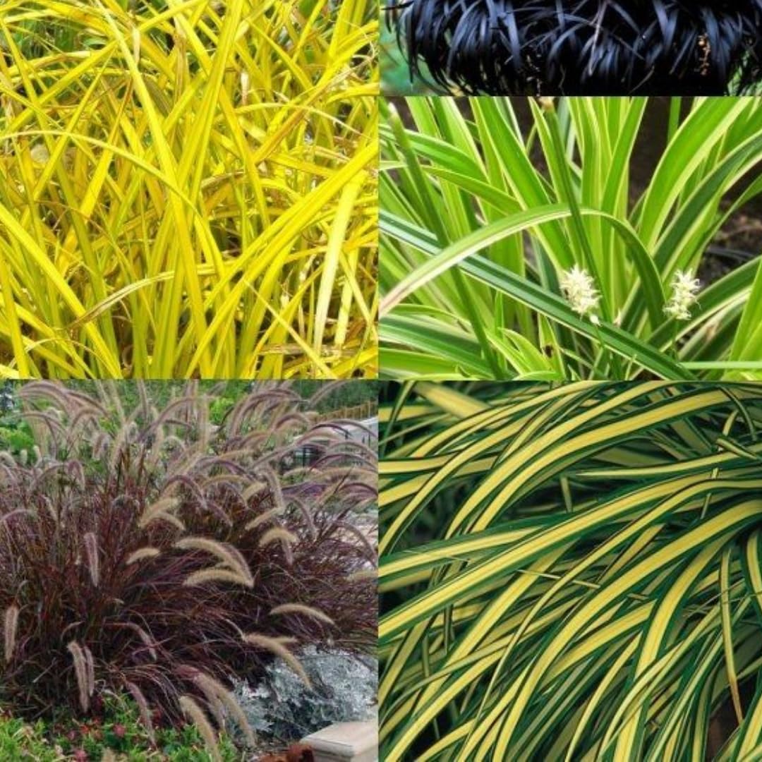 2 Grass Ornamental Grasses Seedlings, Live Grass Perennial Hardy Ornamental Plants, Outdoor Planting, 5-9" Tall (Mixed)