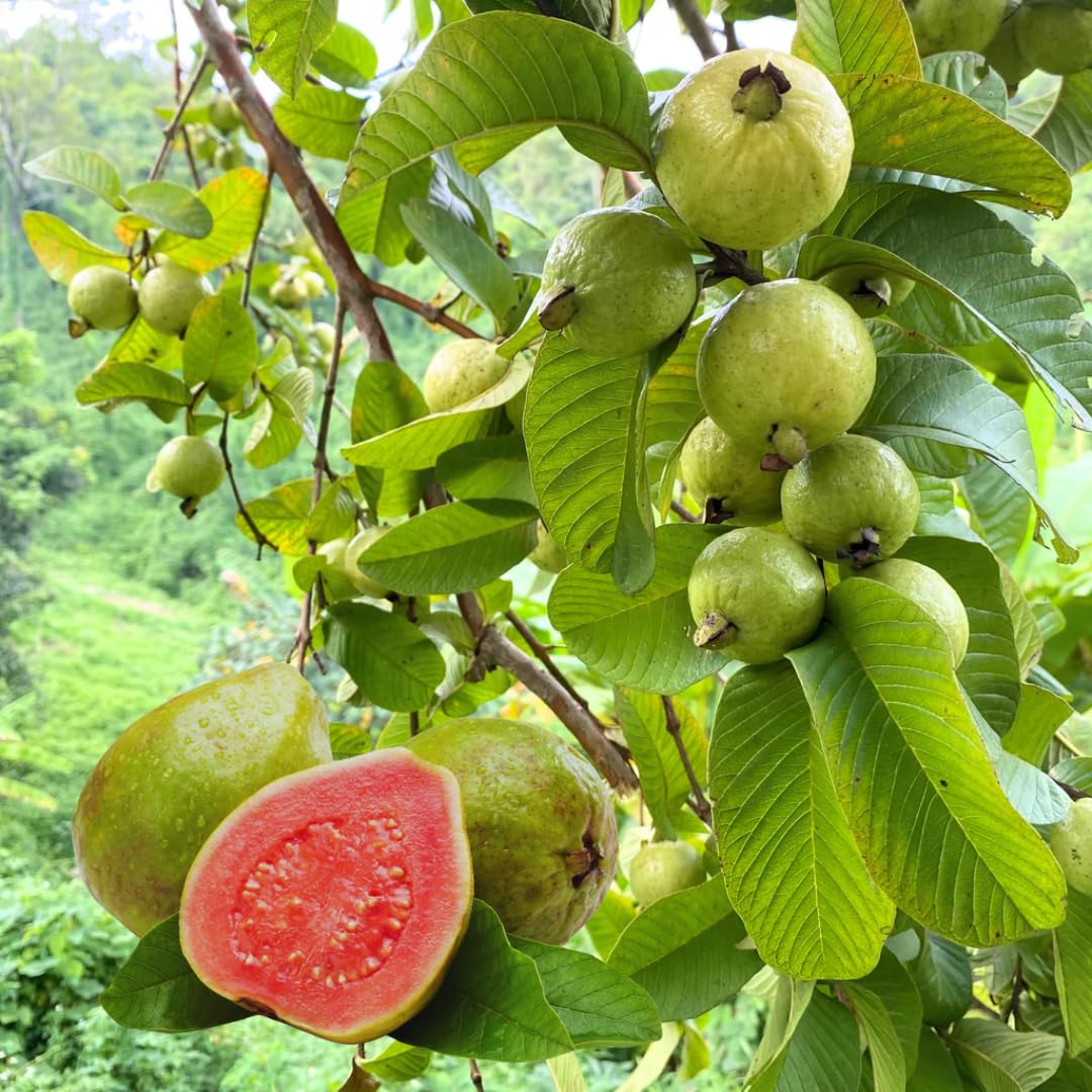 Live Pink Guava Tree Plant 1 Year Old Seedling, Guava Tree Fruit Plant, 5 to 8 Inches in Tall, No Pot