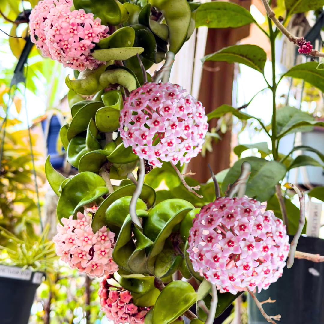 Hindu Rope Hoya Plant Live, Pink Flower Curly Leaf Succulent Vine Leaves, Outdoor Indoor Houseplant Decor, Hoya Hindu Rope