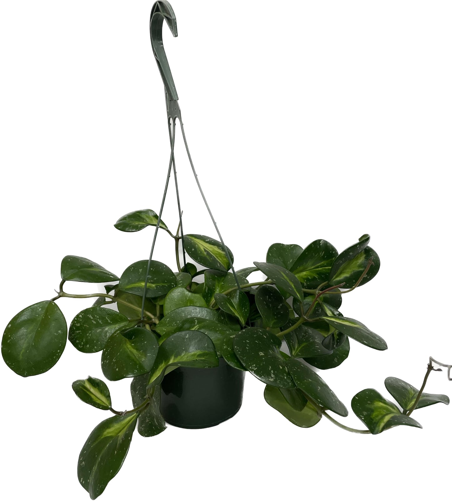 Variegated Hoya Obovata Spalsh Available in 2" Pot, 4" Pot, and 6" Hanging Pot - Hoya Live Plants Live Houseplants - California Seller (4" Pot, 2 Plants(stem))