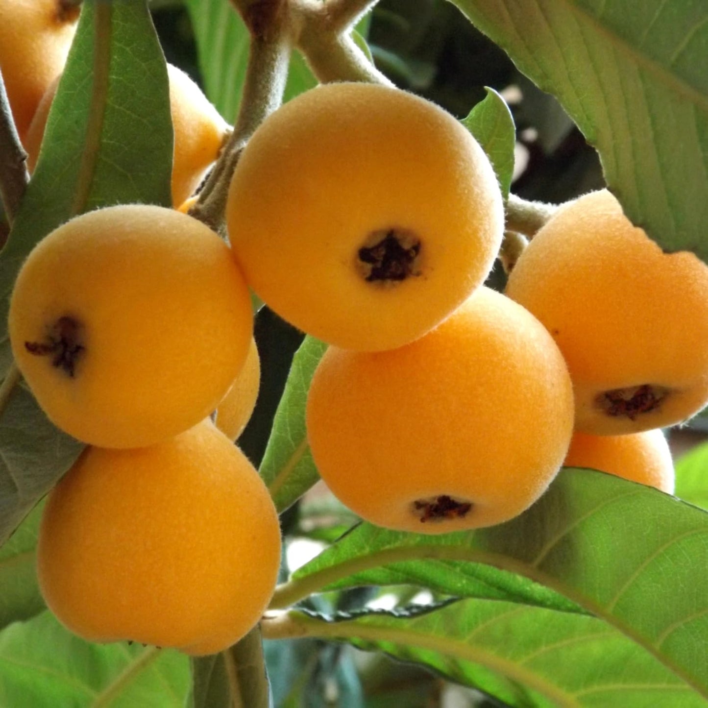 Loquat Tree Plant Live, 10-14'' Tall in Half Gal Pot, Perennial Fruit Plant for Garden or Containers Growing