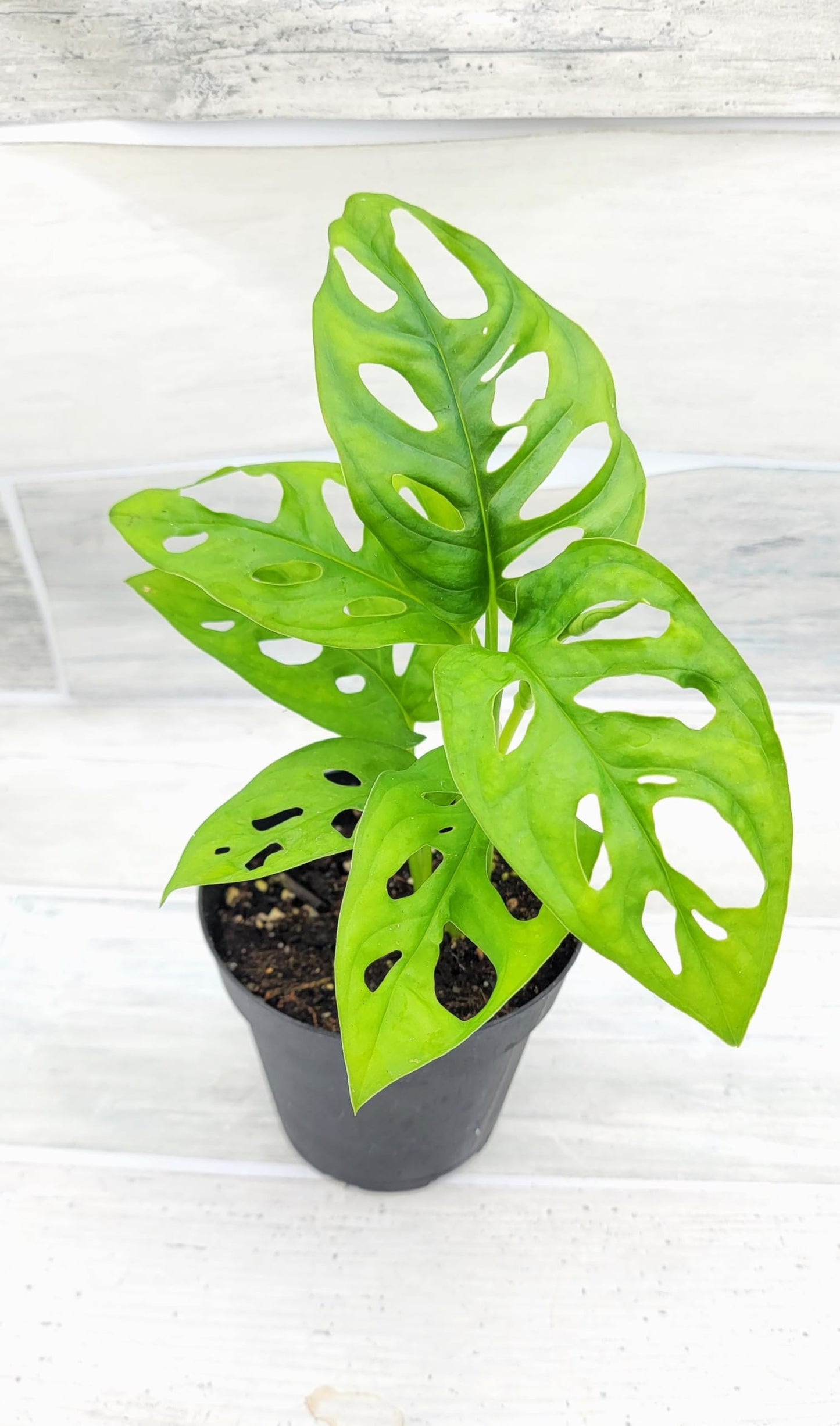 Monstera Adansonii Philodendron Swiss Cheese Live Plant 4" Pot by 3exoticgreen - Plants Live Houseplants, Indoor Plants, Monstera Plant for Home Decor