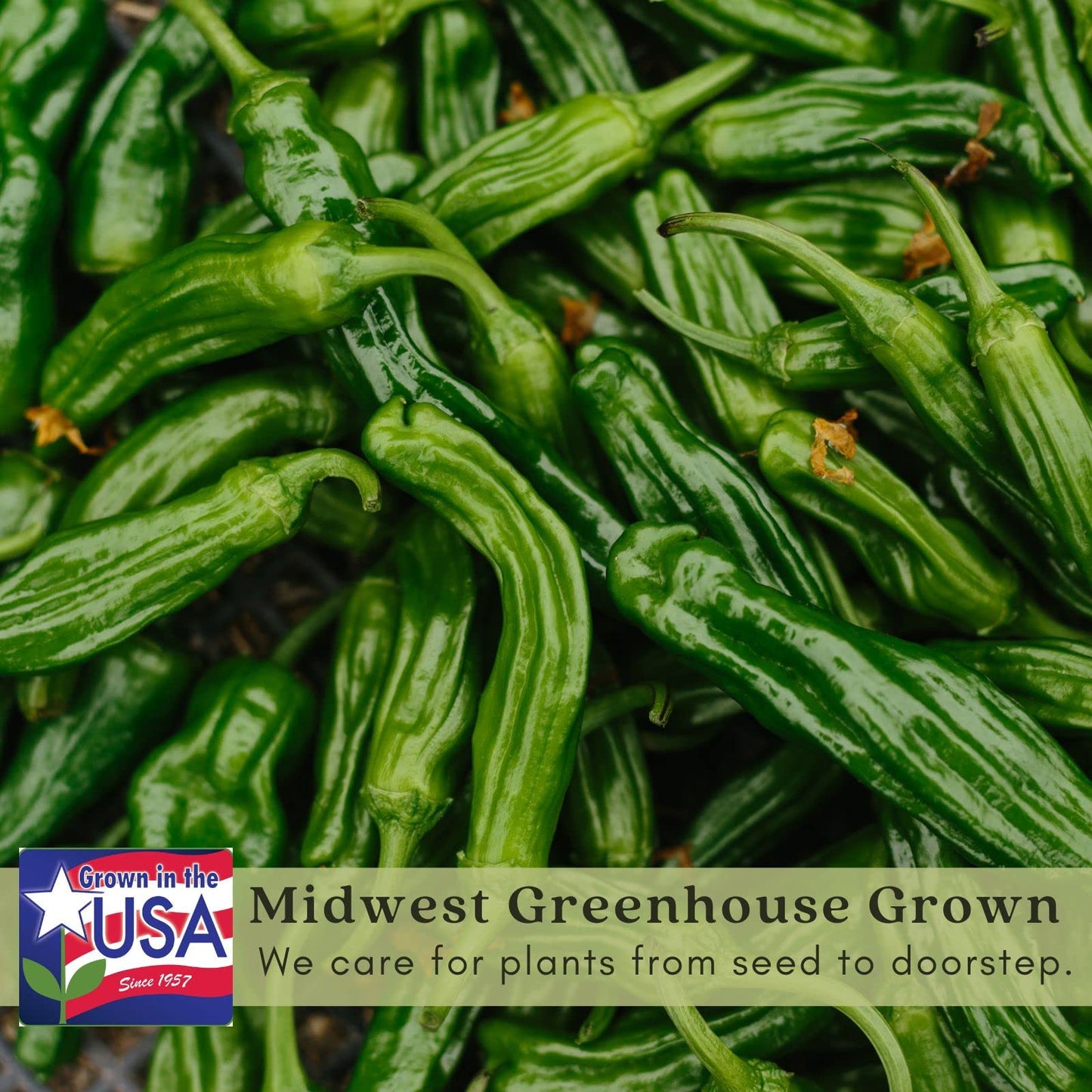 Clovers Garden Shishito Japanese Sweet Pepper Plants– Two (2) Live Plants – Non-GMO - Not Seeds - Each 4" to 8" Tall – in 4" Inch Pots – Sweet, Elongated Shape