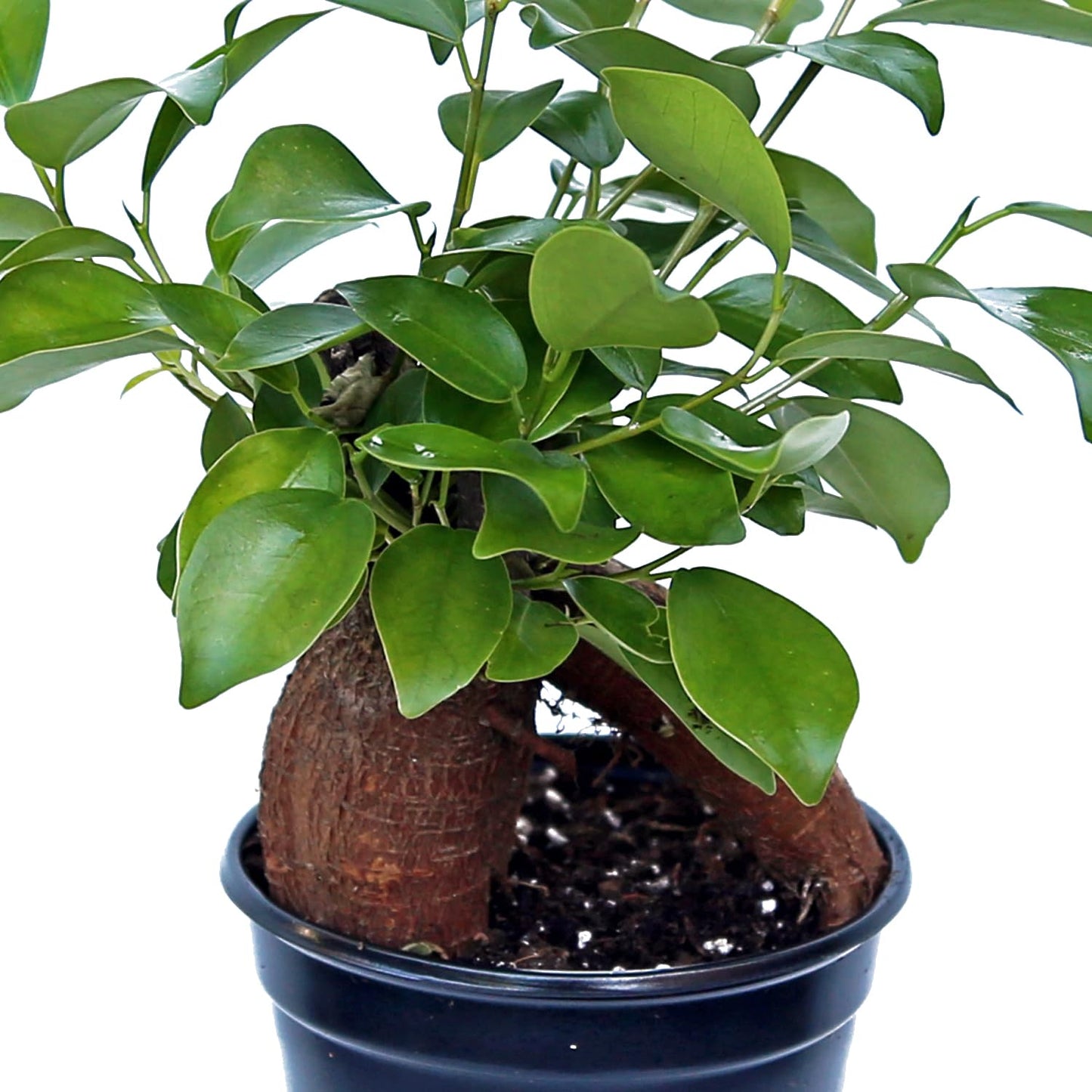 4 Pack Live Ginseng Ficus, Ficus Retusa, Banyan Fig, Potted Bonsai Houseplant, Birthday Gift for Plant Lover, Office Gift for Christmas, Indoor Live Plant in 4" Pot