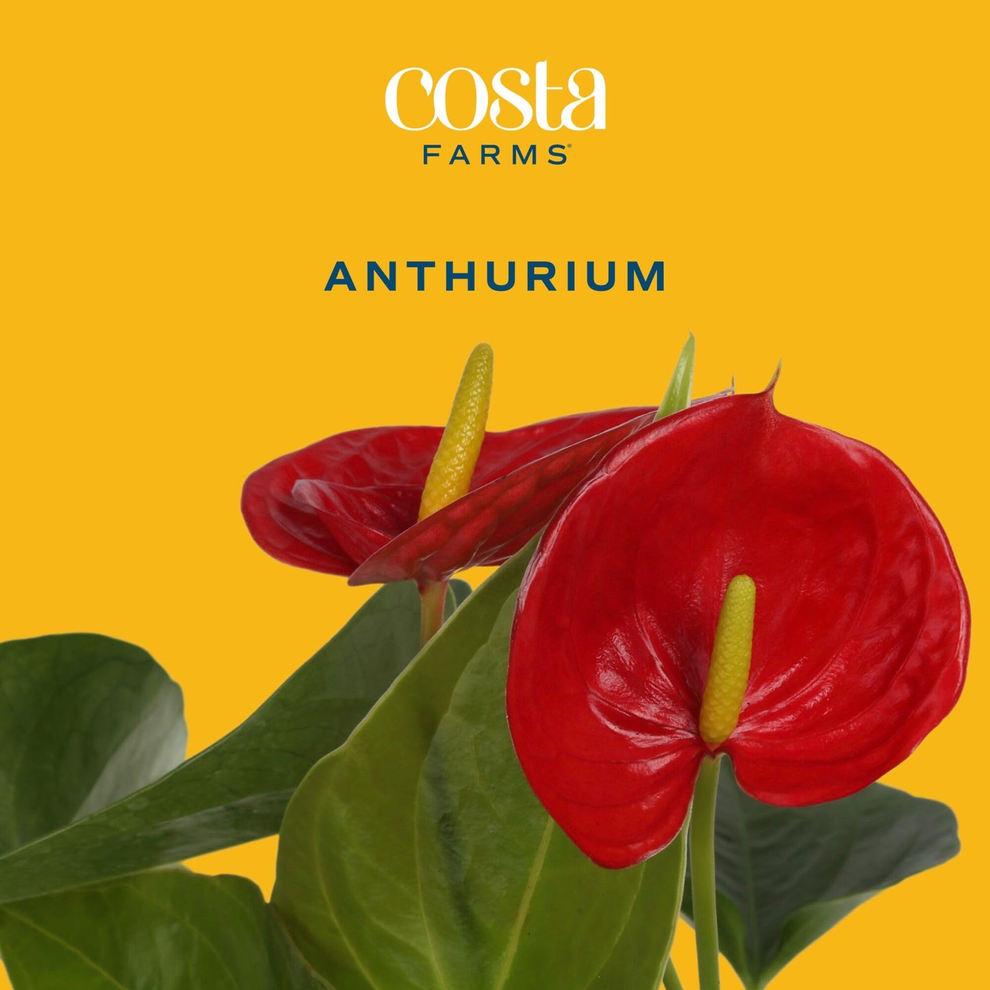 Costa Farms Anthurium, Flamingo Flower Live Plant in Decorative Pot, Air Purifying Flowering Indoor Houseplant, Home, Room, or Office Decor, House Warming or Birthday Gift, 10-14 Inches Tall