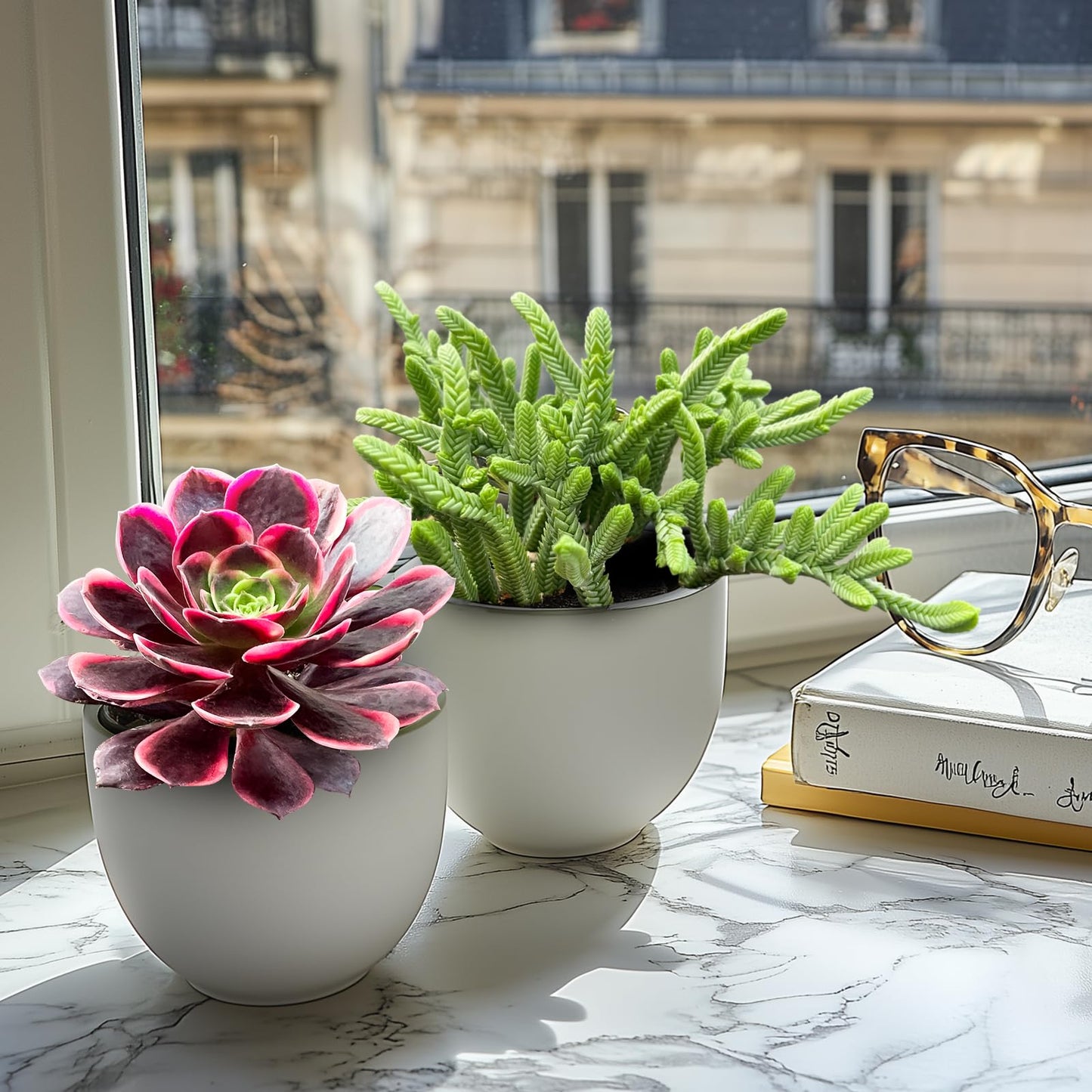 Live Succulents Aeonium 'Superbang' (4-inch), Succulent Plants Fully Rooted in Pots with Soil, Easy-Care House Plant for DIY, Home Office Decor, Wedding Party Favor