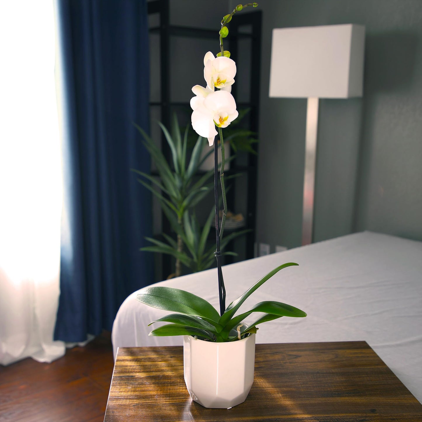 White Phalaenopsis Live Orchid Plant & White Orchid Pot, 20-24" Live Plant Gift, Fresh Orchids Plants Live House Plants, Live Plants Indoor Plants Live Houseplants Plant Lover Gift by Plants for Pets