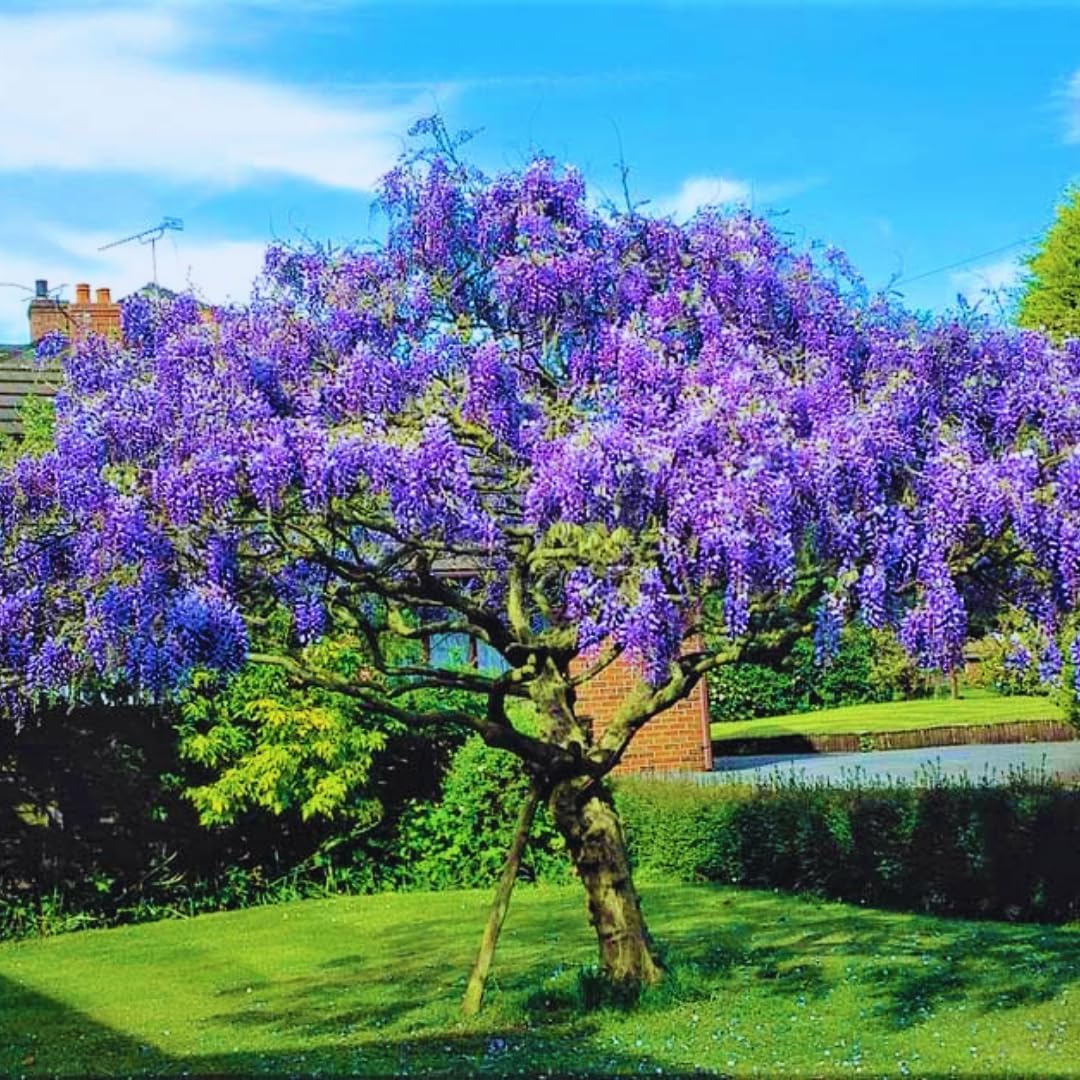 Purple Wisteria Tree Live Plant, Purple Wisteria Plant Live 6-12 Inc Height, in Pot, Wisteria Vine Live Plant, Fragrant Flowers