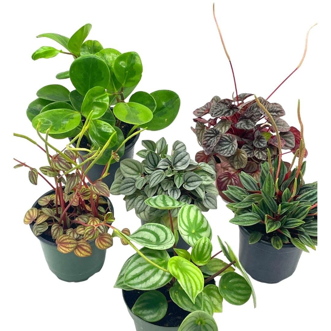BubbleBlooms Peperomia Assortment Set, 6 Different peperomias in 4 inch pots Grower's Choice May Include Watermelon, Marble, Ripple, Rosso