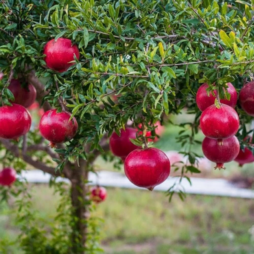 Pomegranate Tree Live Plant, Sweet Pomegranate Plant, 3 Gallon Pot, Ideal for Ornamental and Edible Garden, No Ship to CA